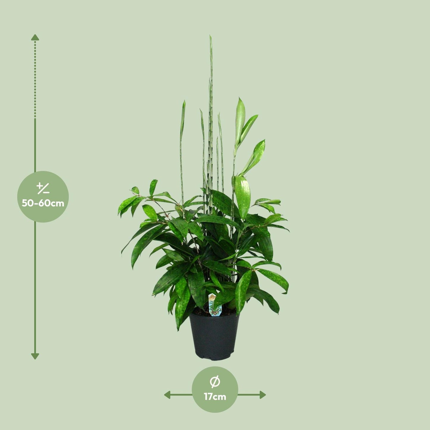 Dracaena Surculosa – Eleganter Drachenbaum Ø17cm, 60cm hoch
