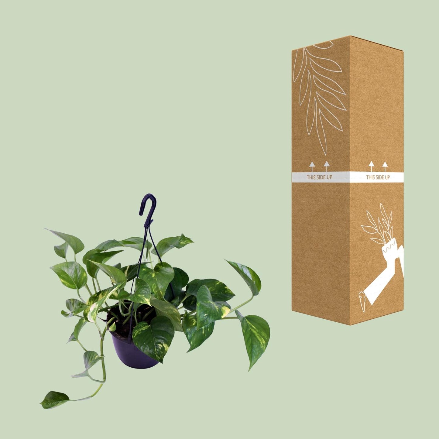 Scindapsus Pictus Trebie – Pflegeleichte Designer-Zimmerpflanze Ø15cm