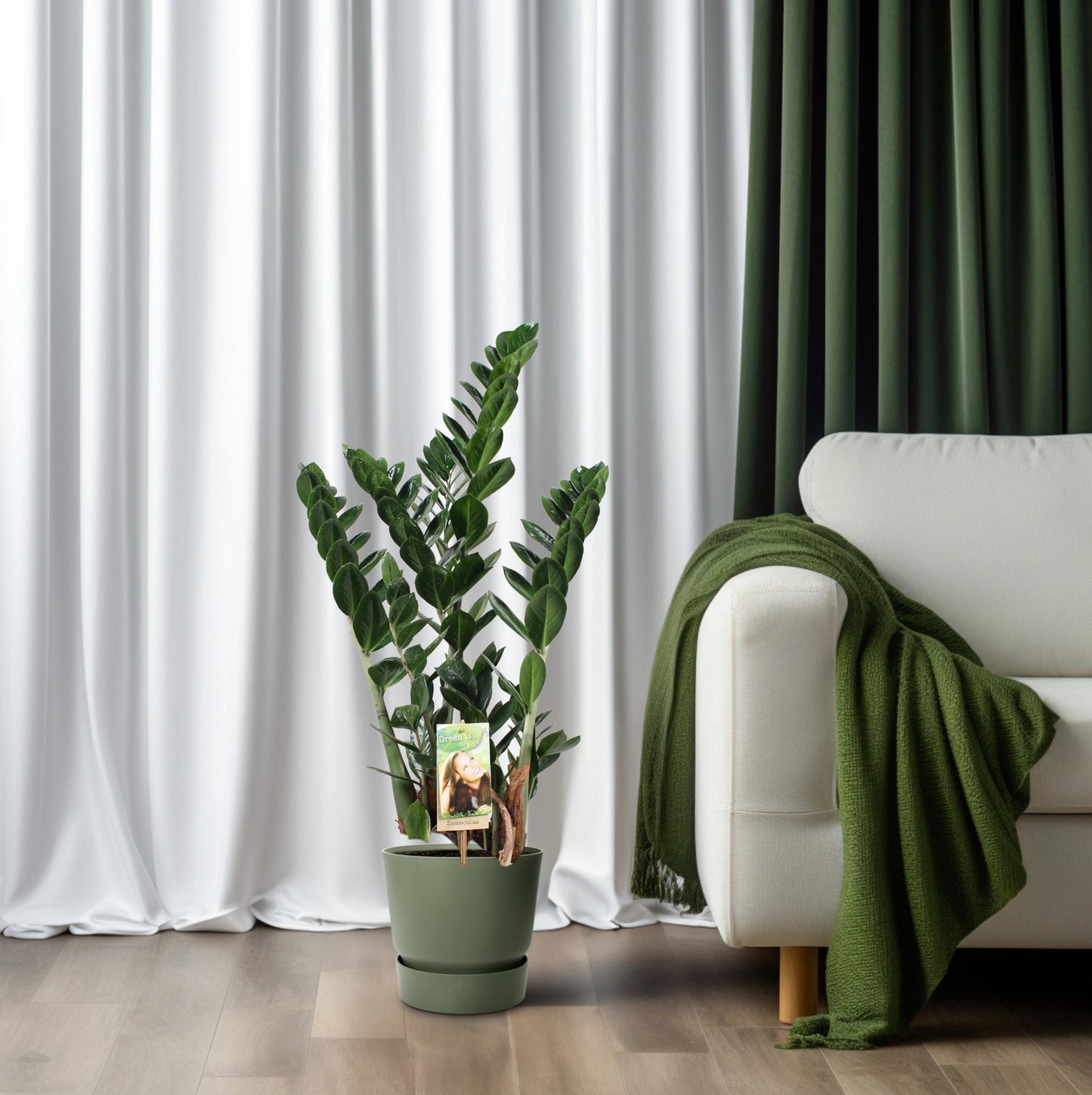 Zamioculcas - Pflegeleichte XXL-Zimmerpflanze Ø21cm