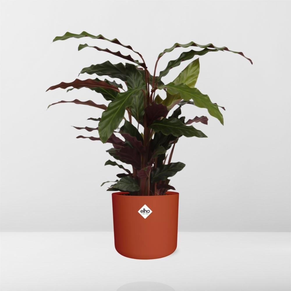 Calathea Rufibarba ‘Tropistar’ – pflegeleichte Zimmerpflanze im ELHO b.for soft Rond 14cm brique