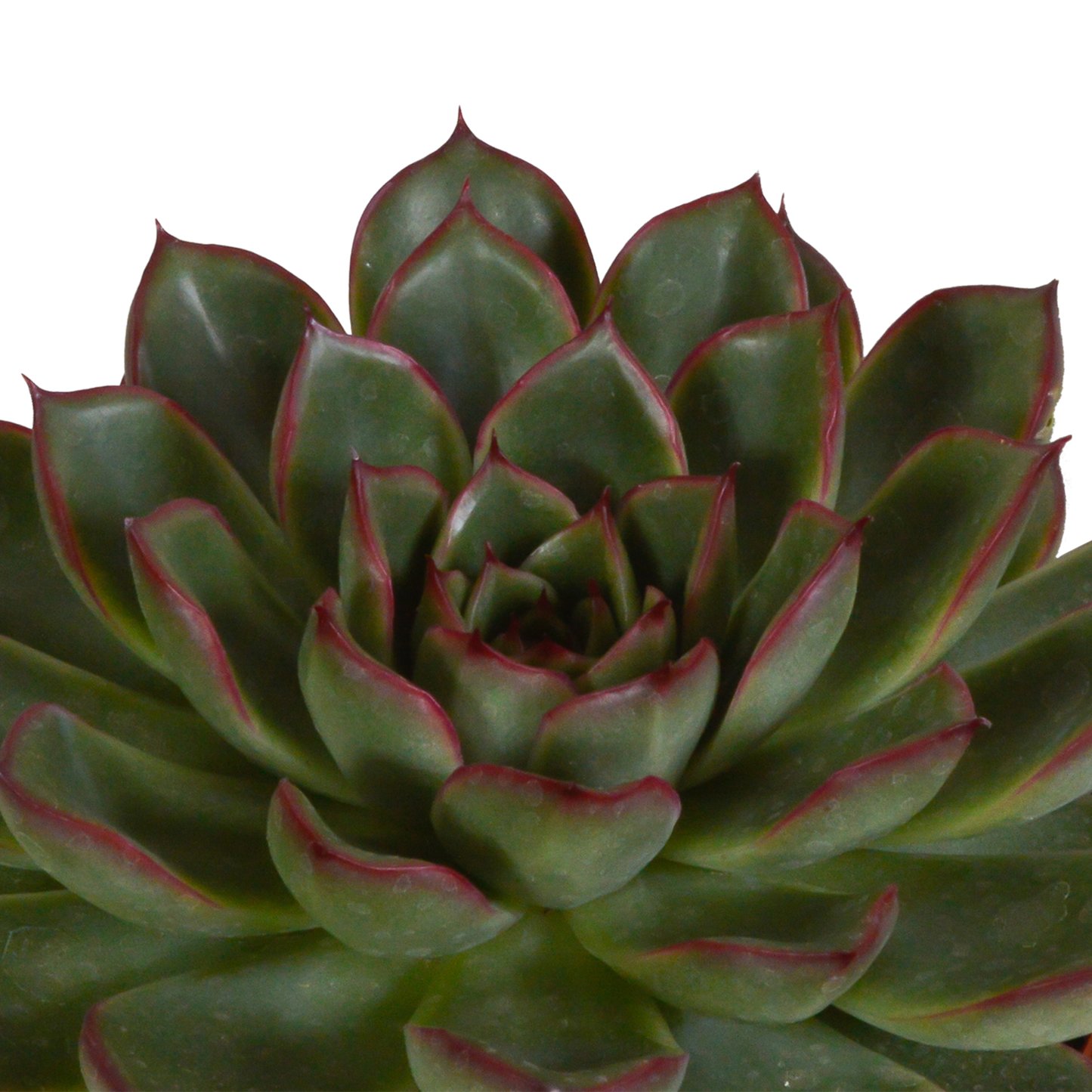 Echeveria-Mischung 3er Set im handbemalten Mexiko-Topf