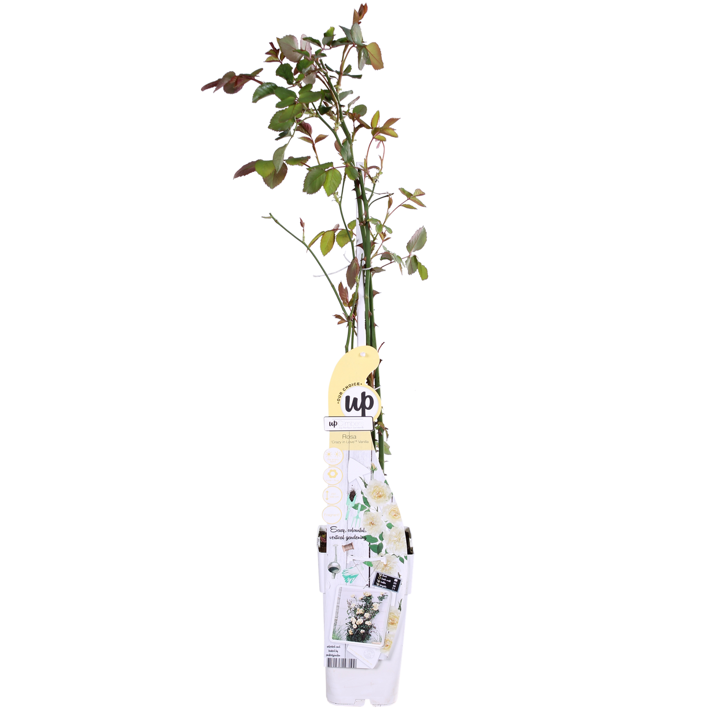3x Kletterrose ‚Crazy in Love Vanilla‘ Ø15cm, 65cm hoch