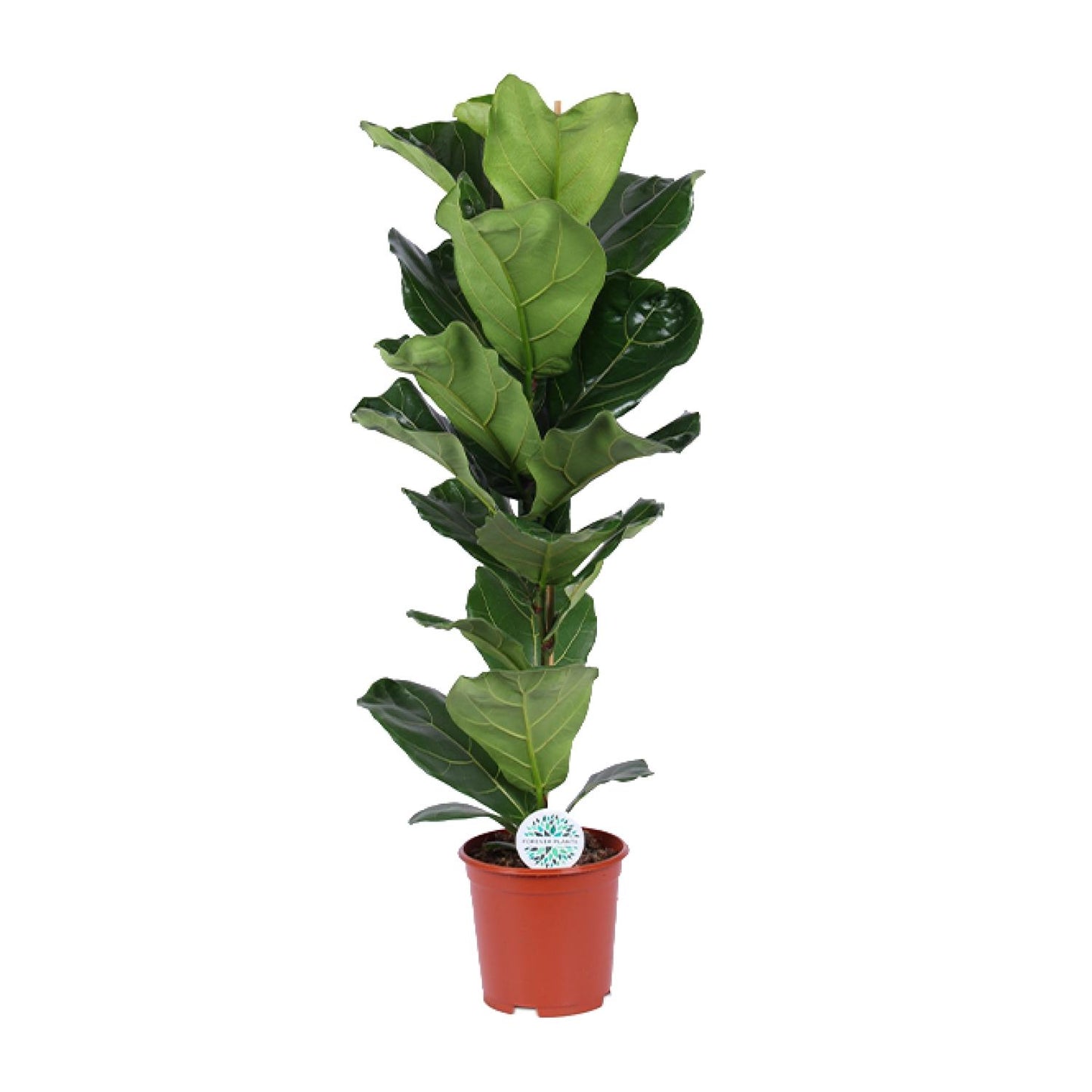 Ficus Lyrata – Elegante Geigenfeige Ø21cm, 90cm hoch