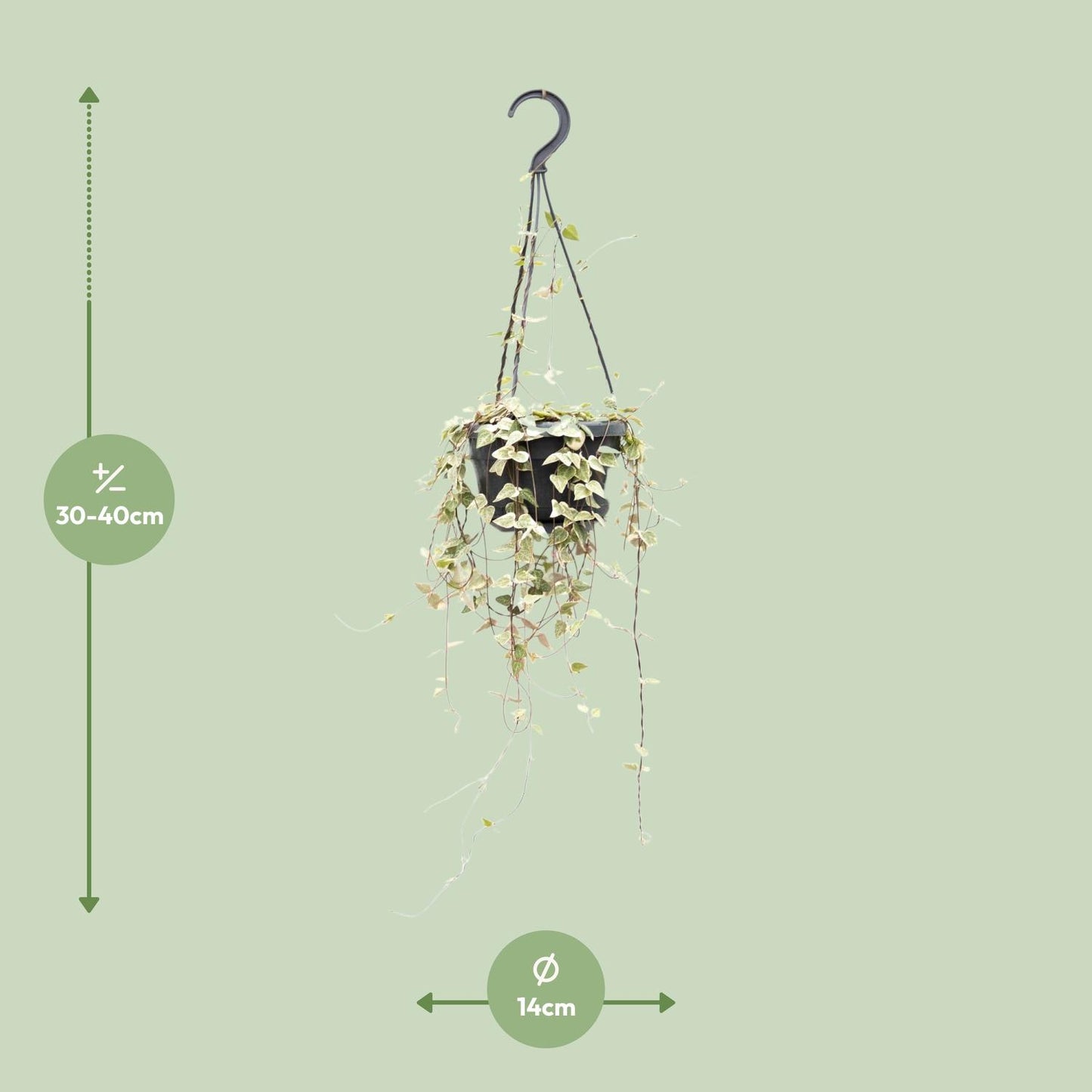 Ceropegia Woodii ssp. woodii – Herzchenpflanze Ø14cm, 50cm Höhe