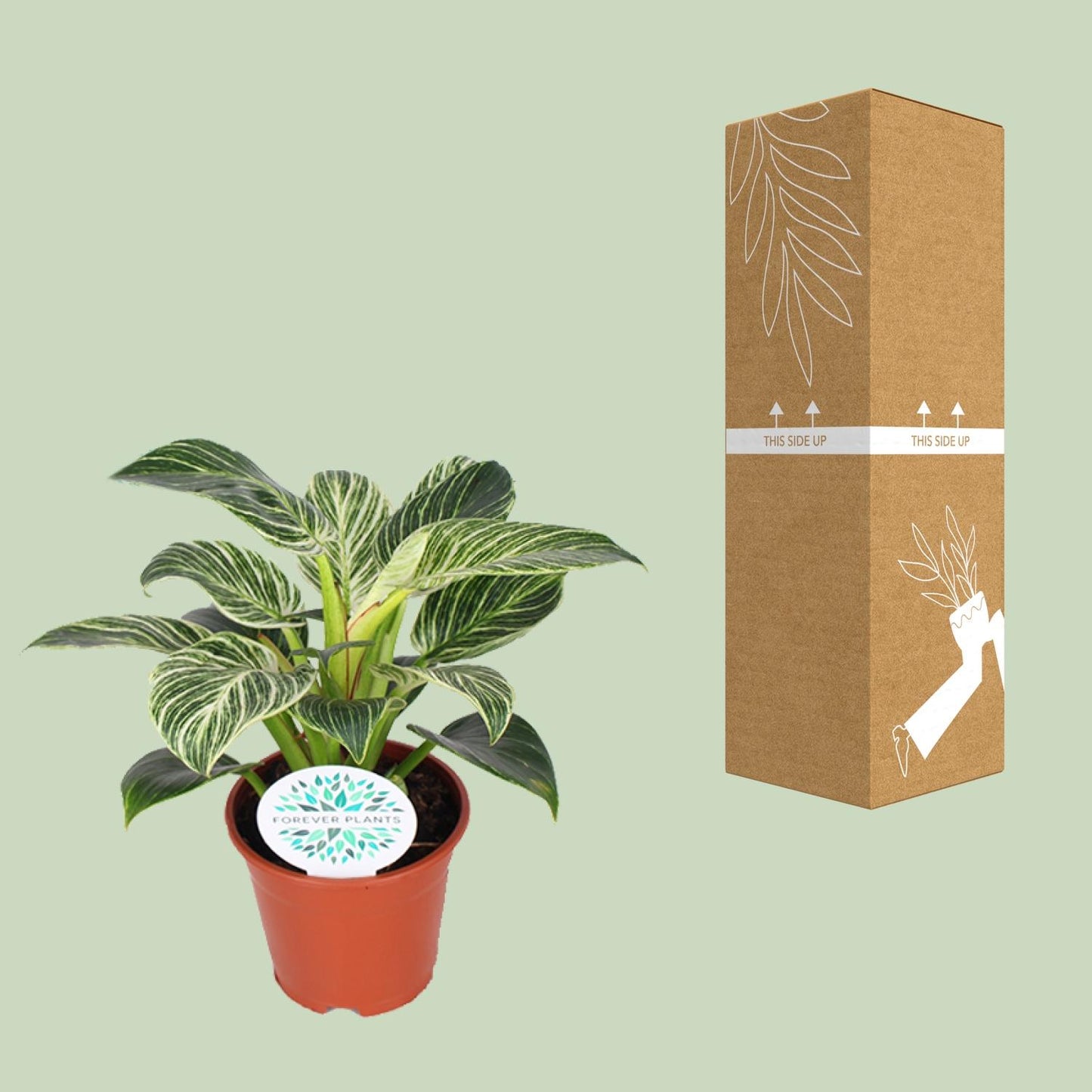 Philodendron Birkin – Elegante, pflegeleichte Zimmerpflanze Ø14cm