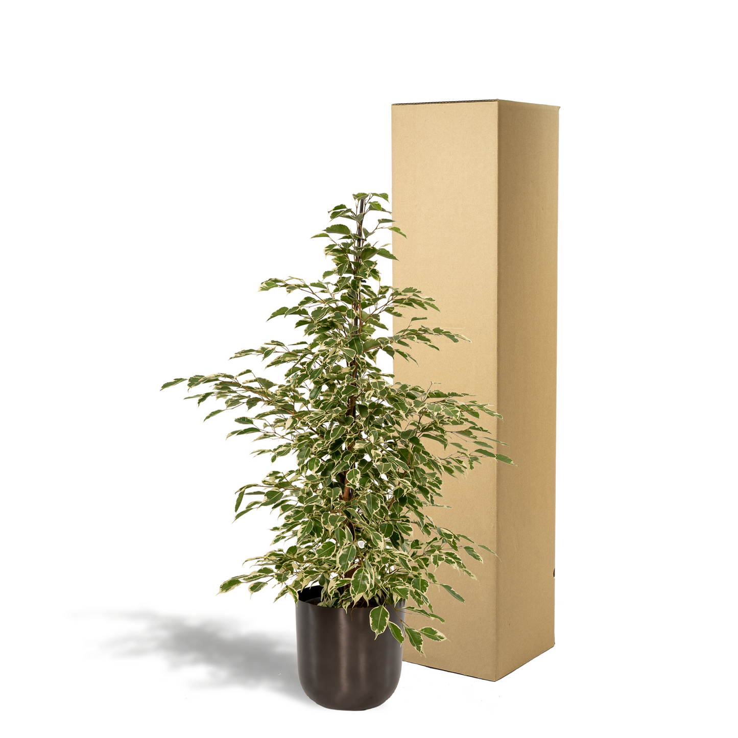 Ficus benjamina Twilight – Elegante, pflegeleichte Zimmerpflanze Ø21cm