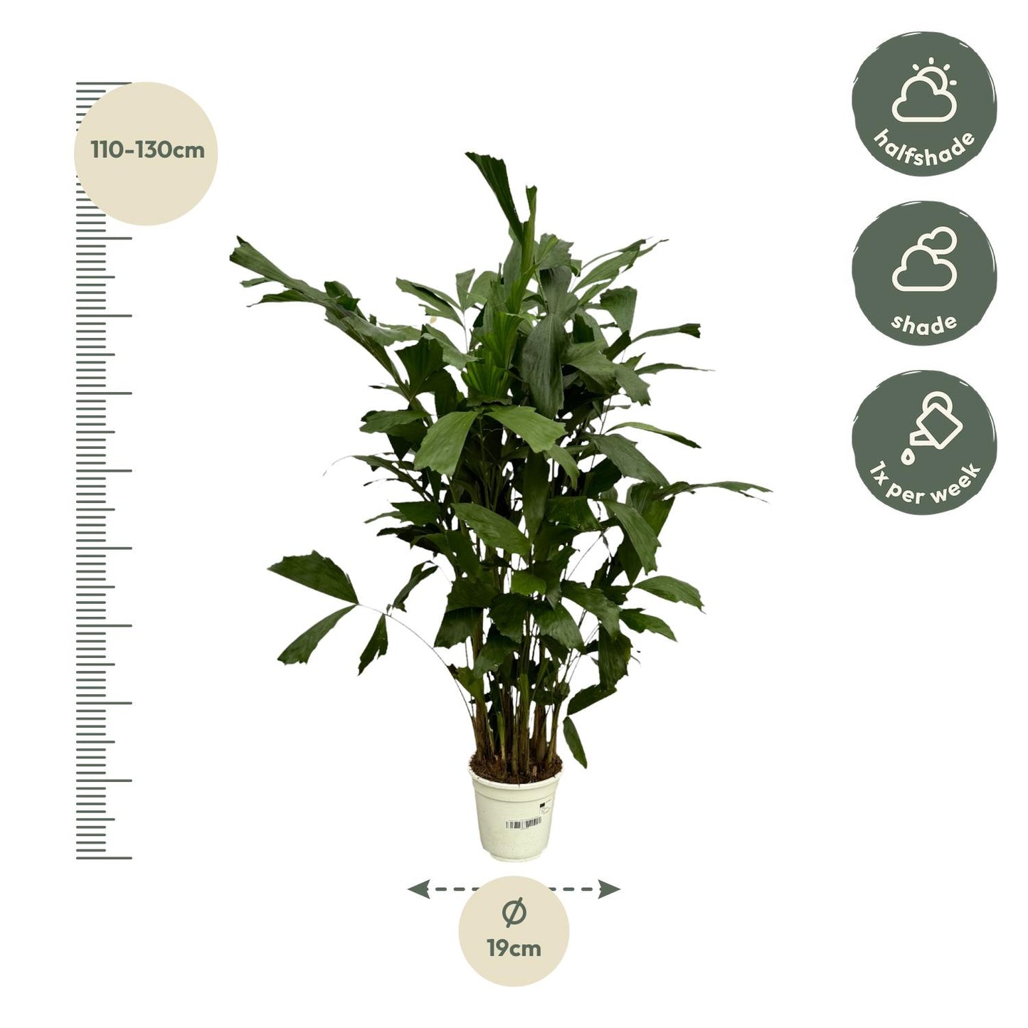 Caryota Mitis Fischschwanzpalme 130 cm Ø19cm