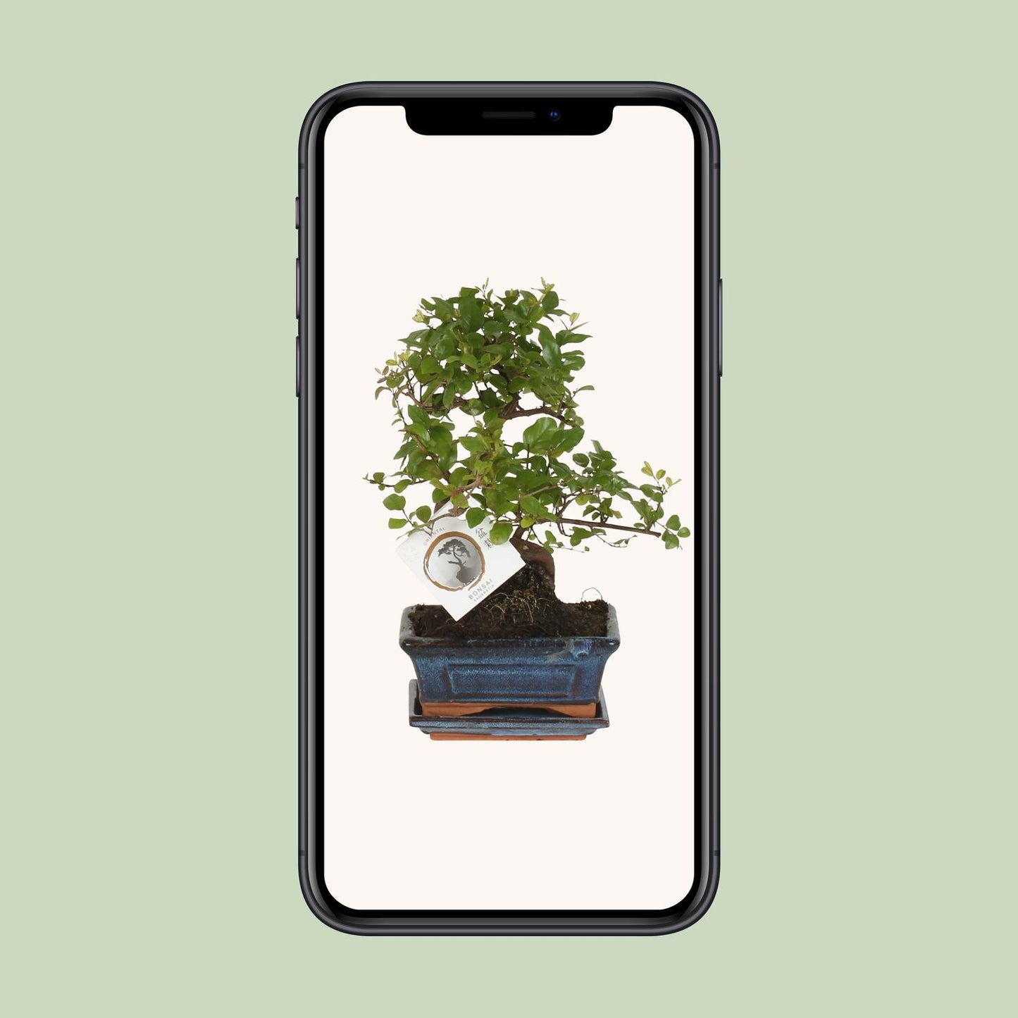 Bonsai 'Sageretia' S-Form Ø15cm – Pflegeleicht & Stilvoll