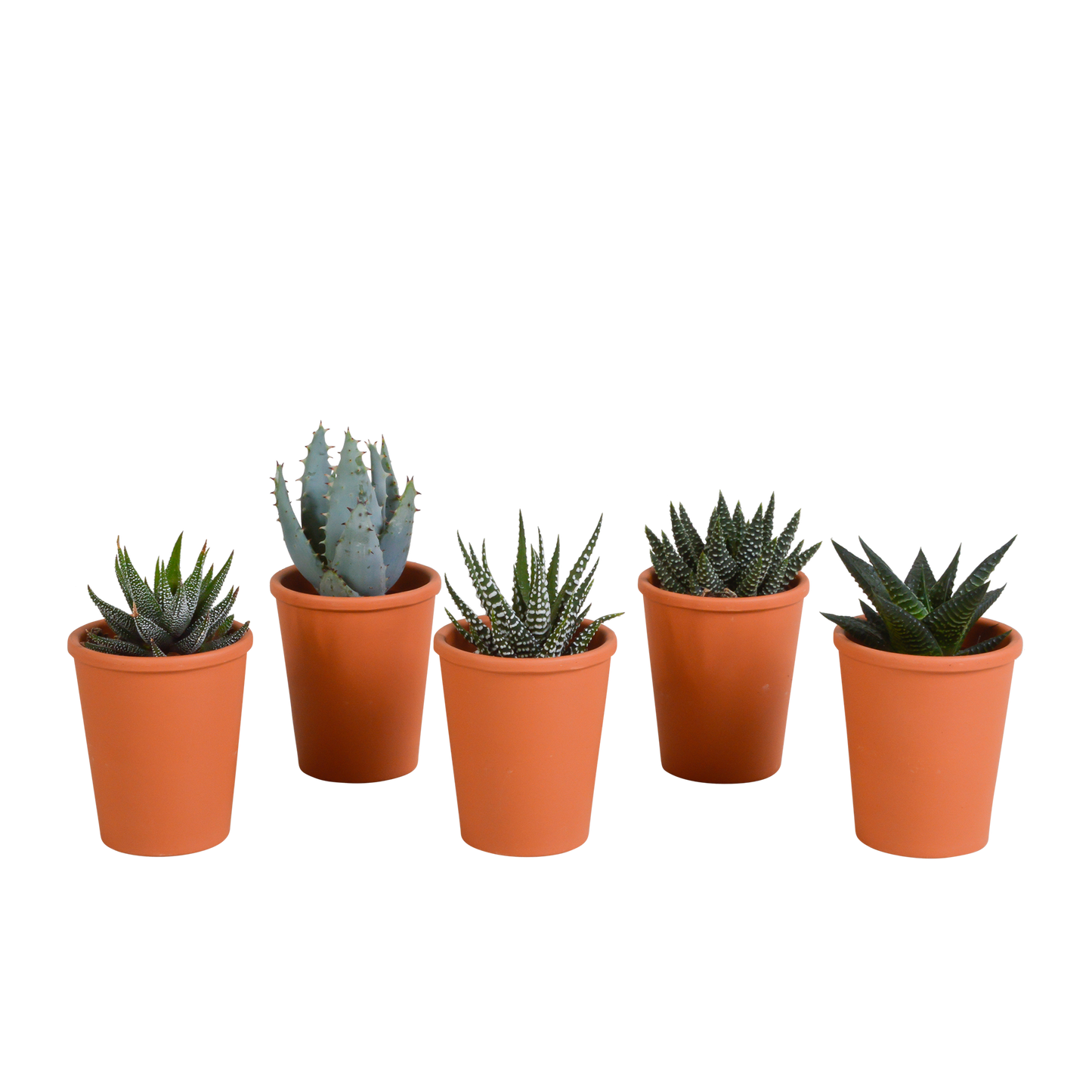 Gasteria & Haworthia Sukkulenten-Mix im Terrakotta-Topf