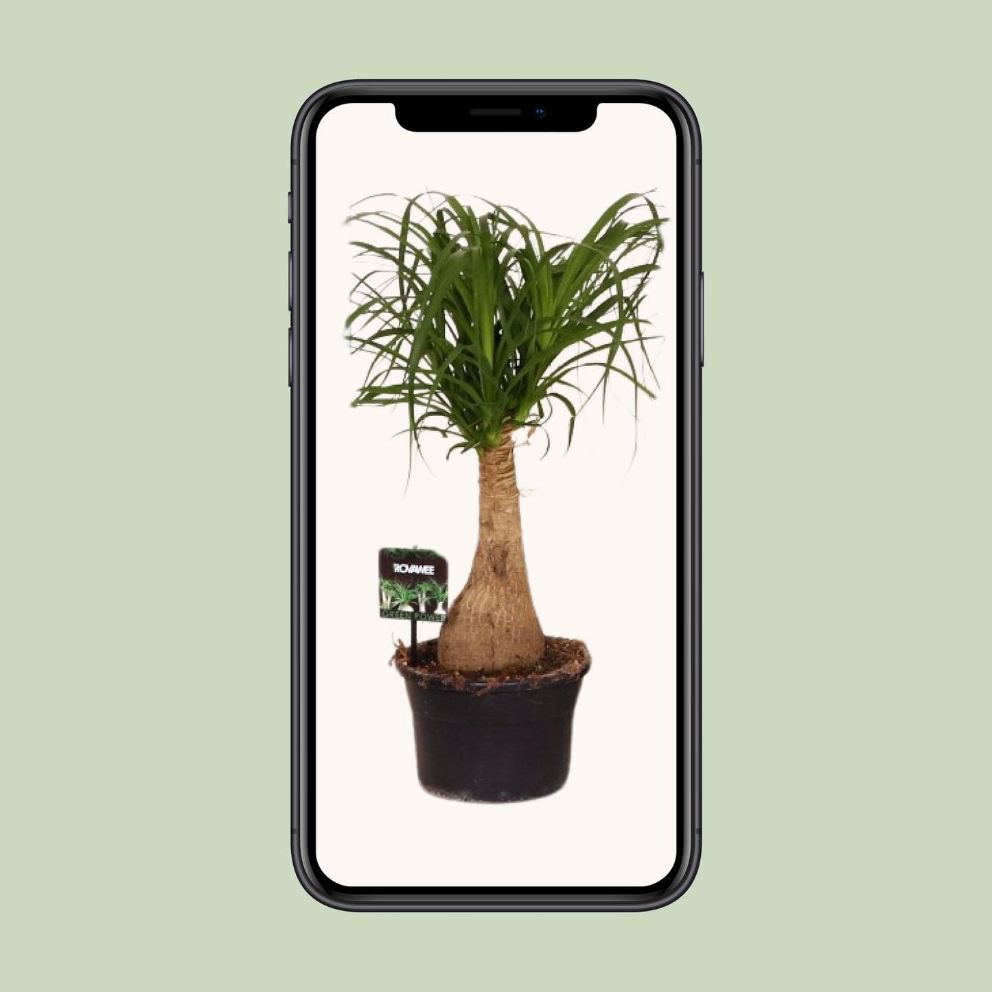 Beaucarnea Nolina – pflegeleichter Elefantenfuß Ø19 cm, 60 cm hoch