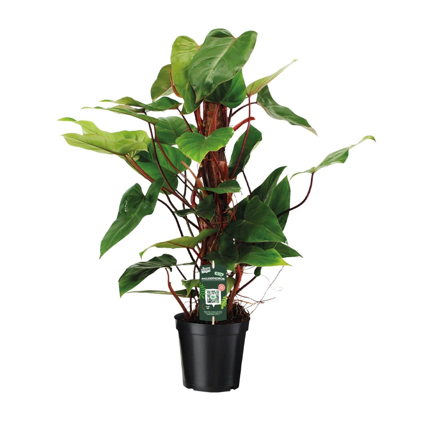 Philodendron Red Emerald – Pflegeleichte Zimmerpflanze Ø19cm