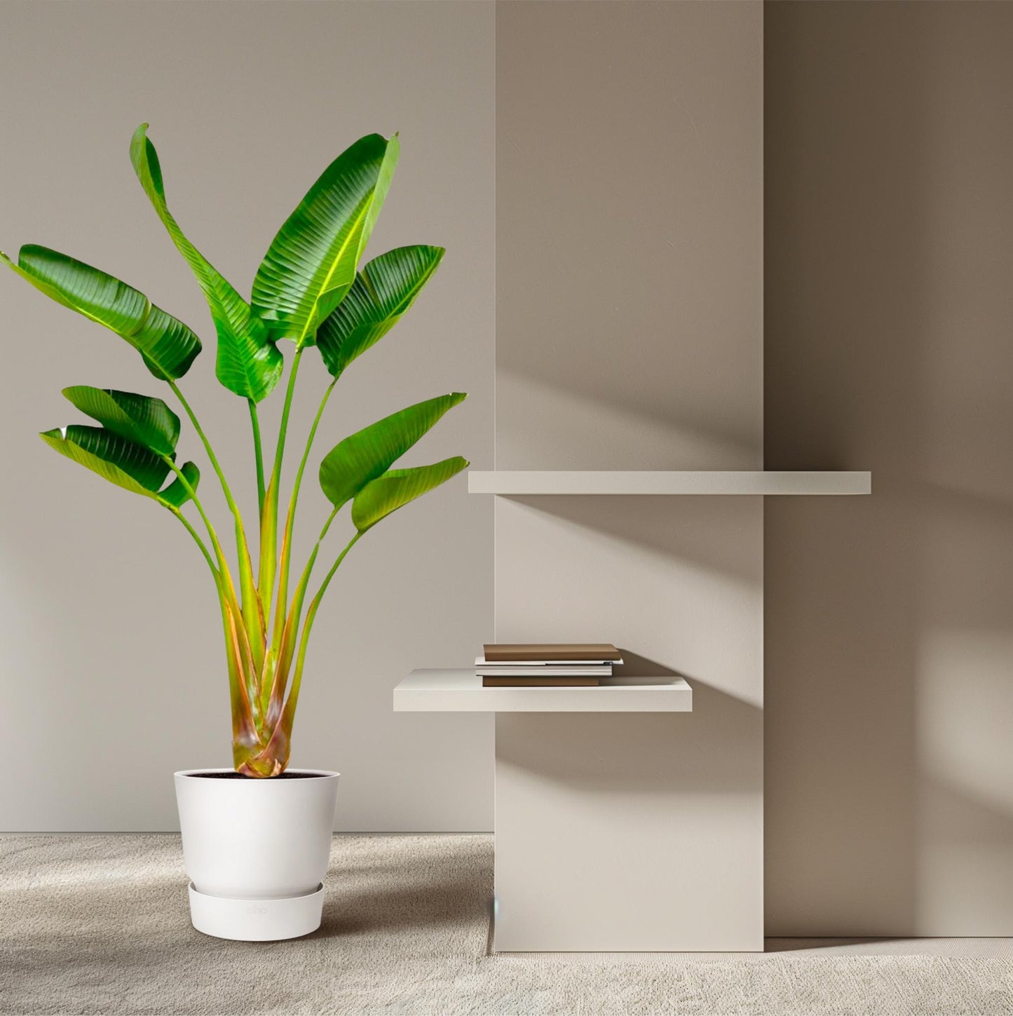 Strelitzia Augusta – Weißer Paradiesvogel XXL-Pflanze