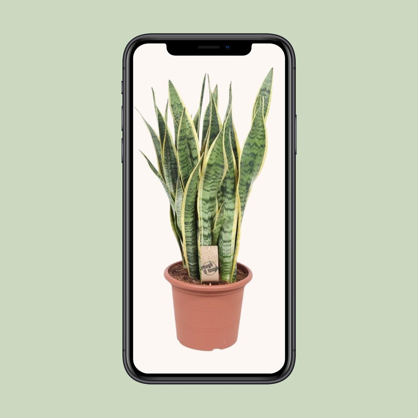 Sansevieria Trifasciata Laurentii – Pflegeleichte Schlangenpflanze Ø25cm