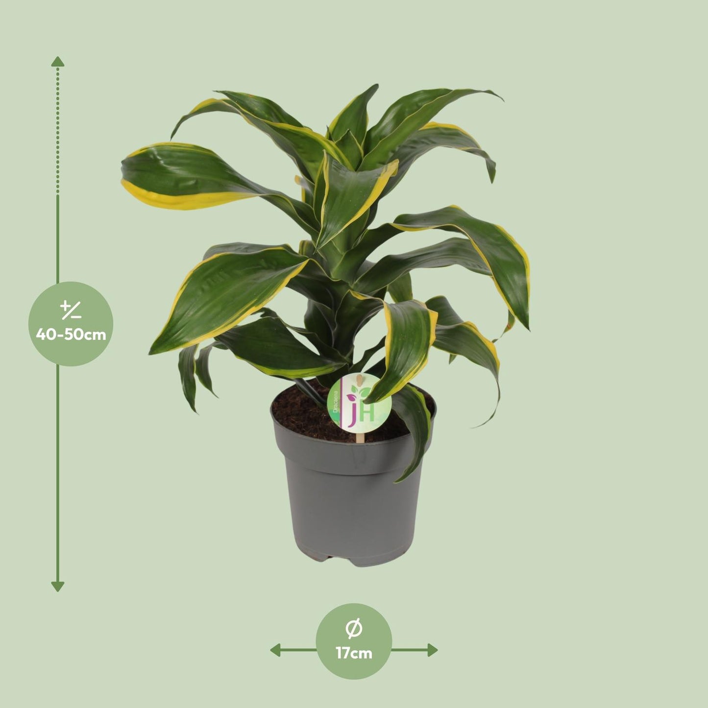 Dracaena Fragrans Grün Gelb – Pflegeleichte Zimmerpflanze Ø17cm