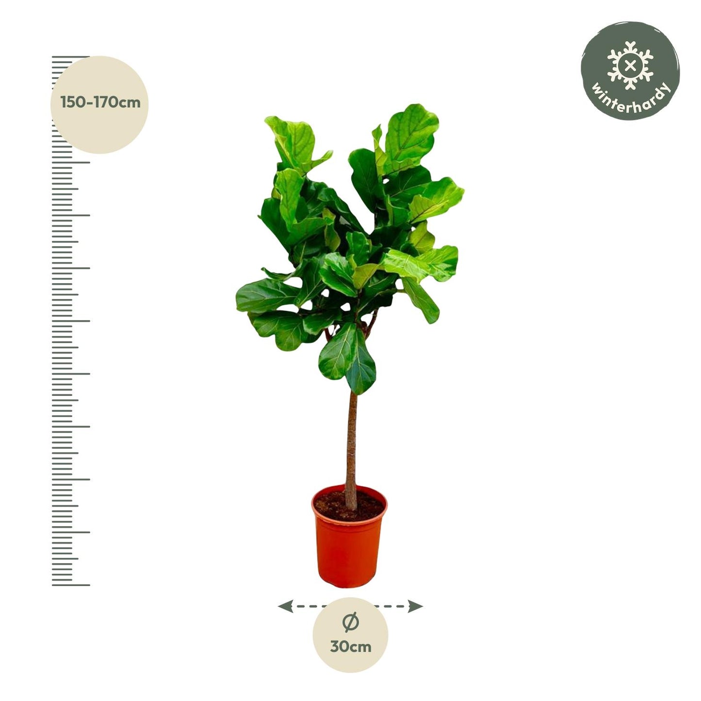 Ficus Lyrata Boom – Elegante XXL Zimmerpflanze 150 cm
