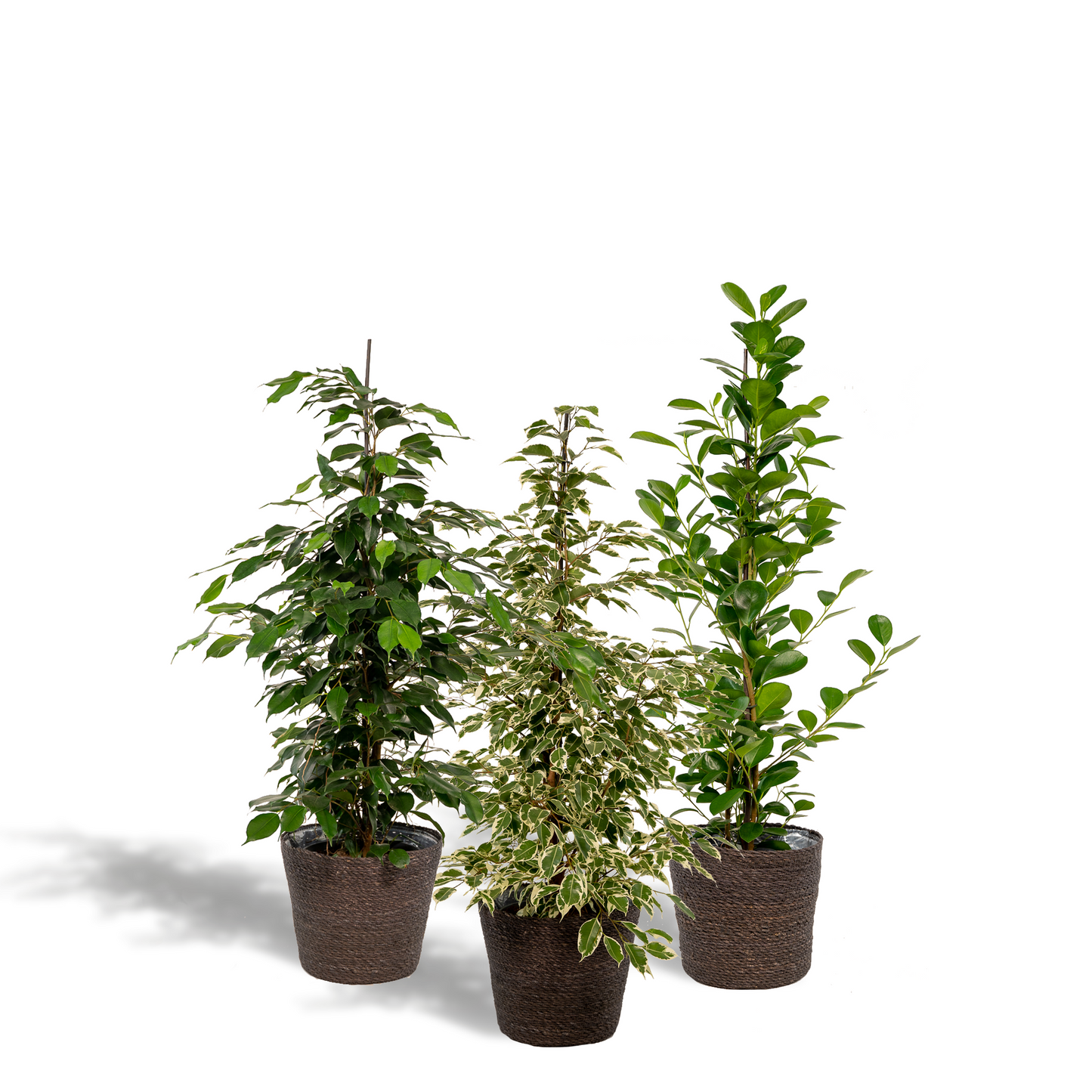 Ficus Trio Set mit Korb – Ø21cm, ca. 95cm Höhe