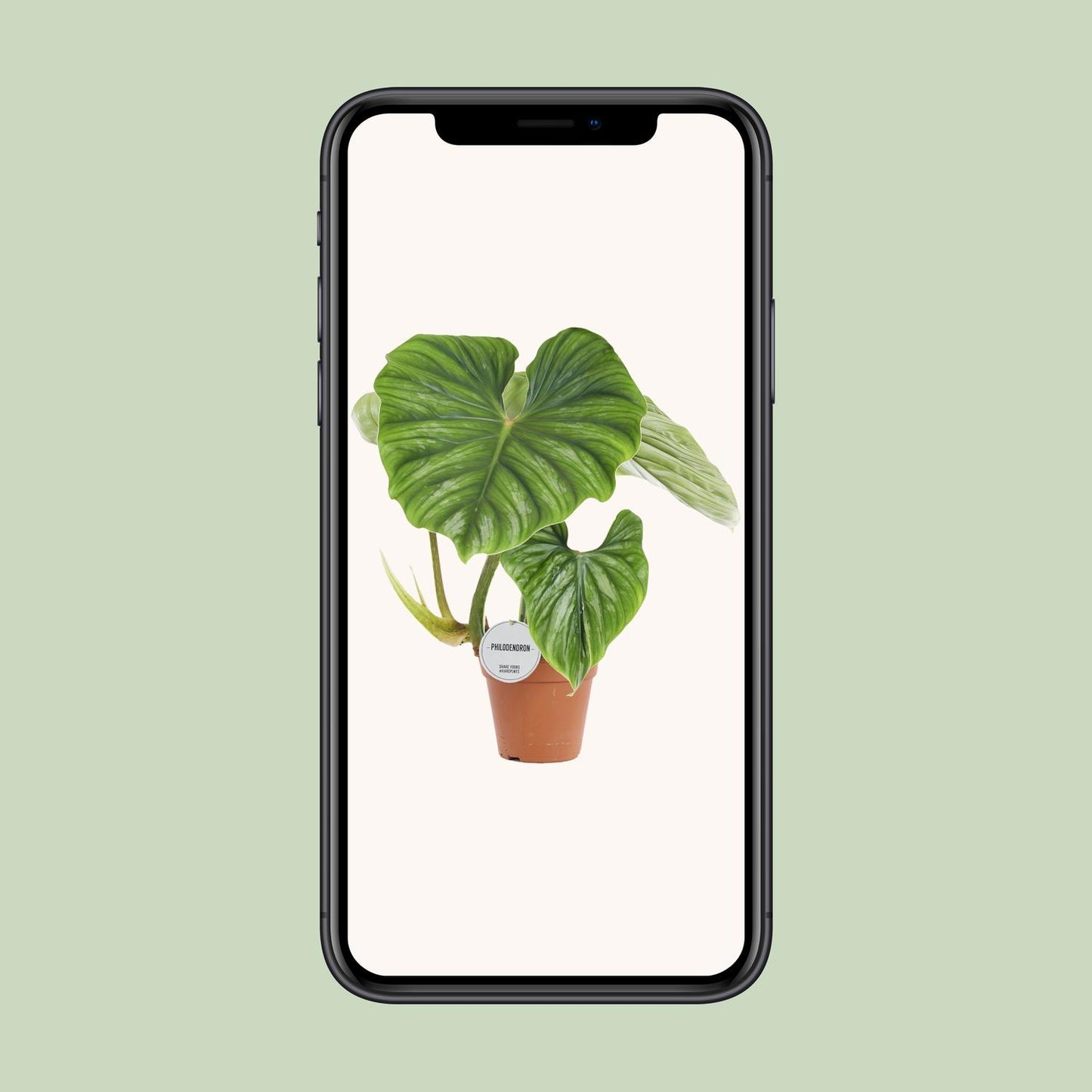 Philodendron Plowmanii – pflegeleichte Zimmerpflanze Ø15cm