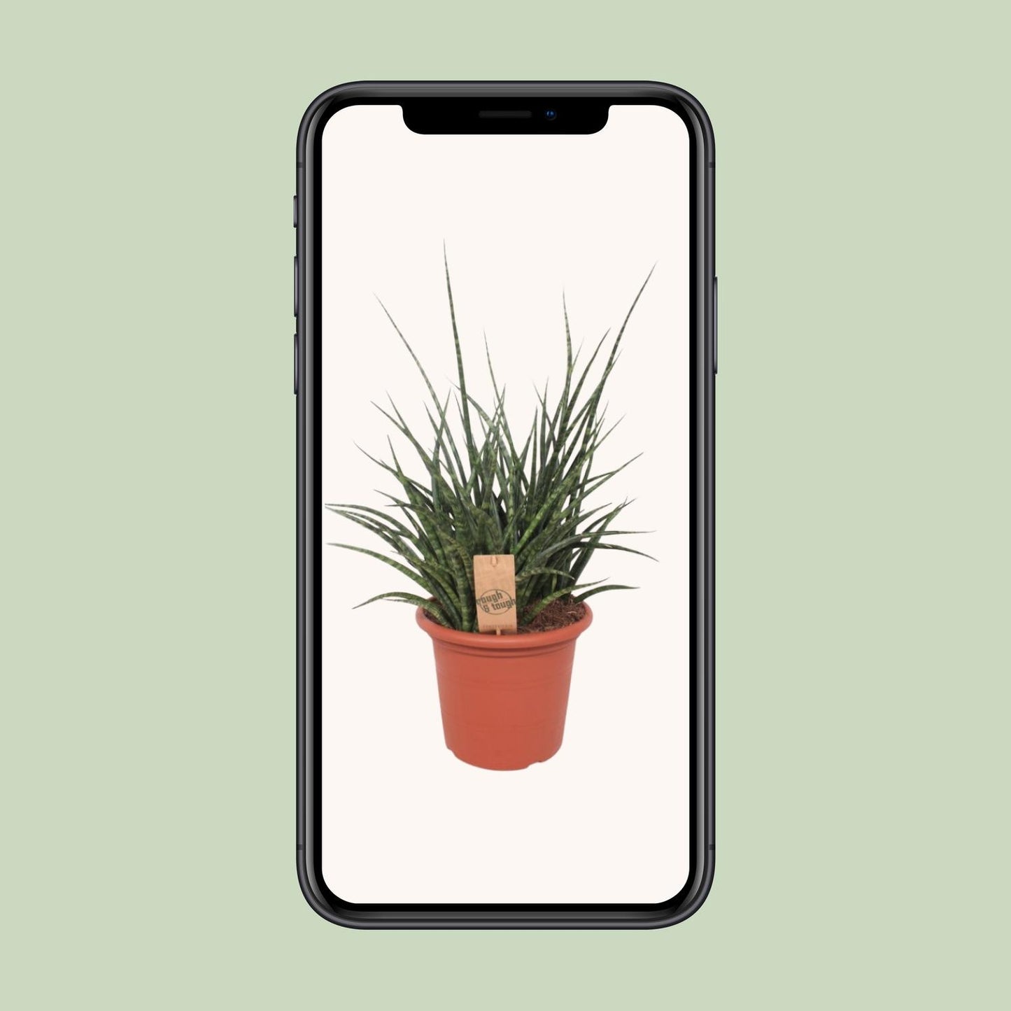 Sansevieria Fernwood Punk – Pflegeleichte Schwiegermutterzunge Ø25cm