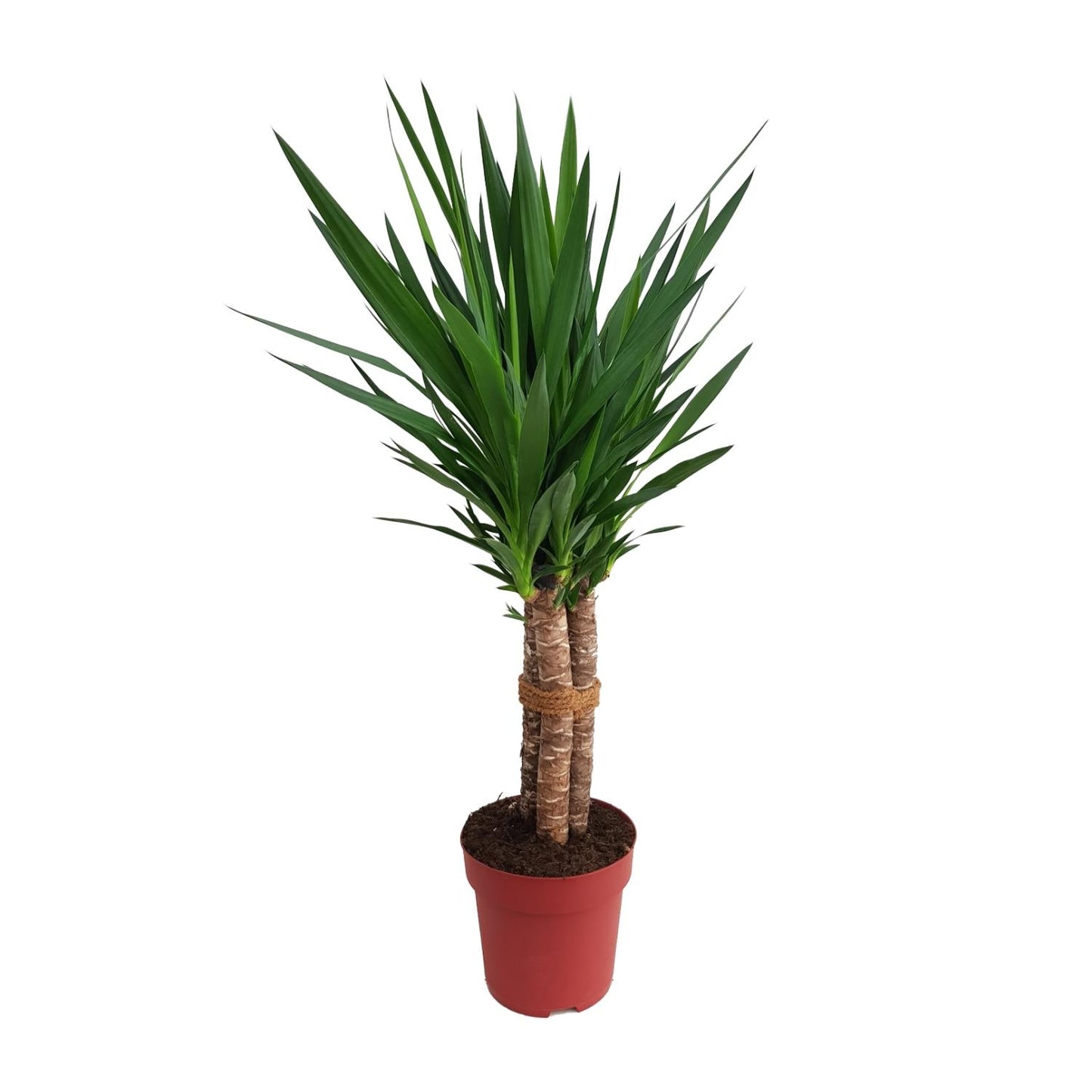 Yucca elephantipes 'Tres Cañas' – Elegante XXL Zimmerpflanze