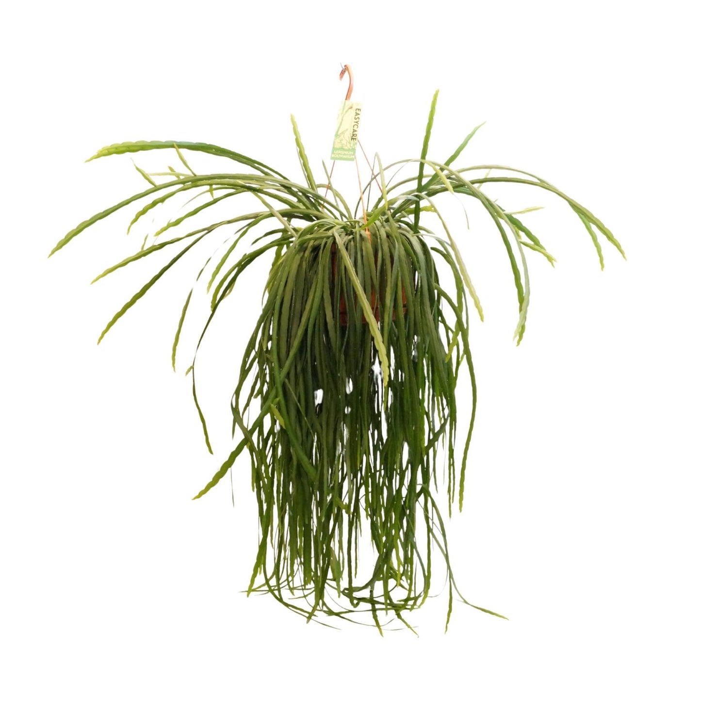 Lepismium Bolivianum – Pflegeleichter XXL-Kaktus Ø21 cm, 70 cm hoch