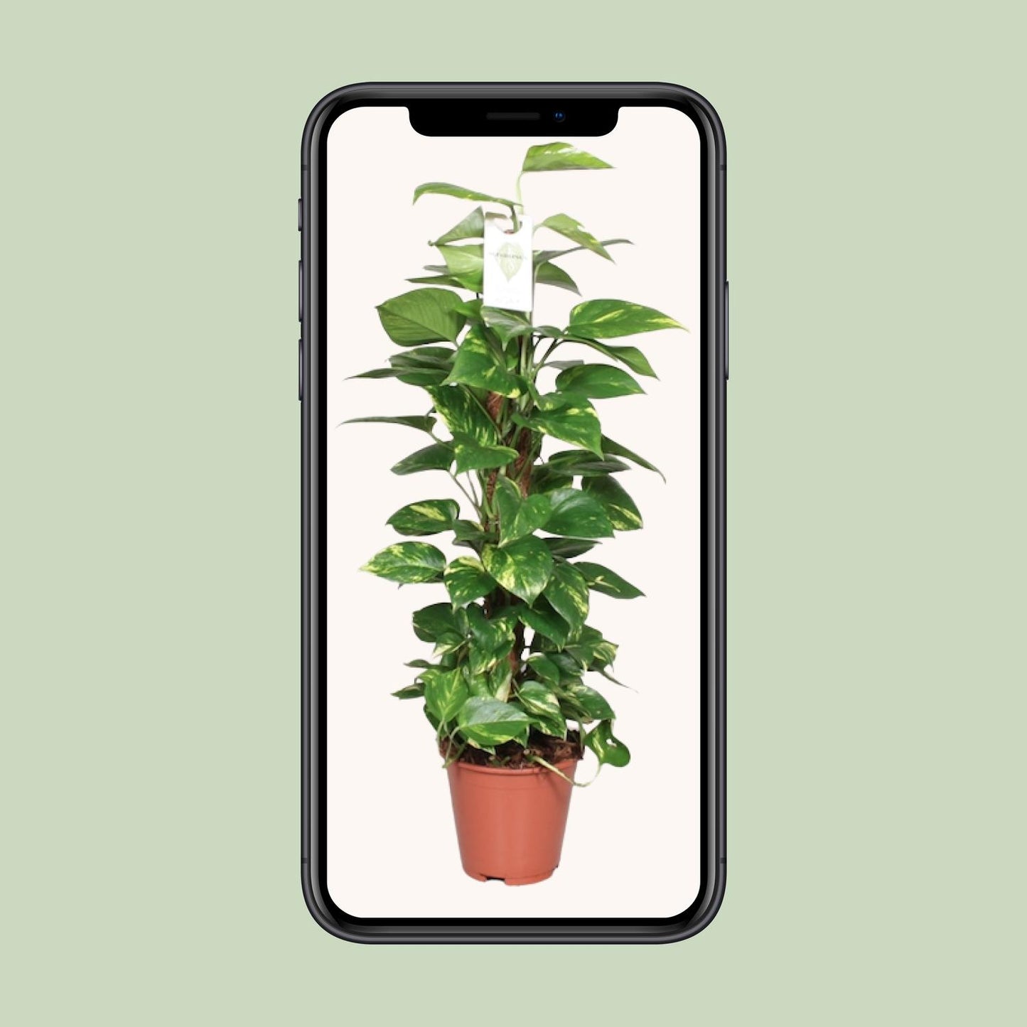 Epipremnum Pinnatum Mosstok 80cm – Goldene Efeutute