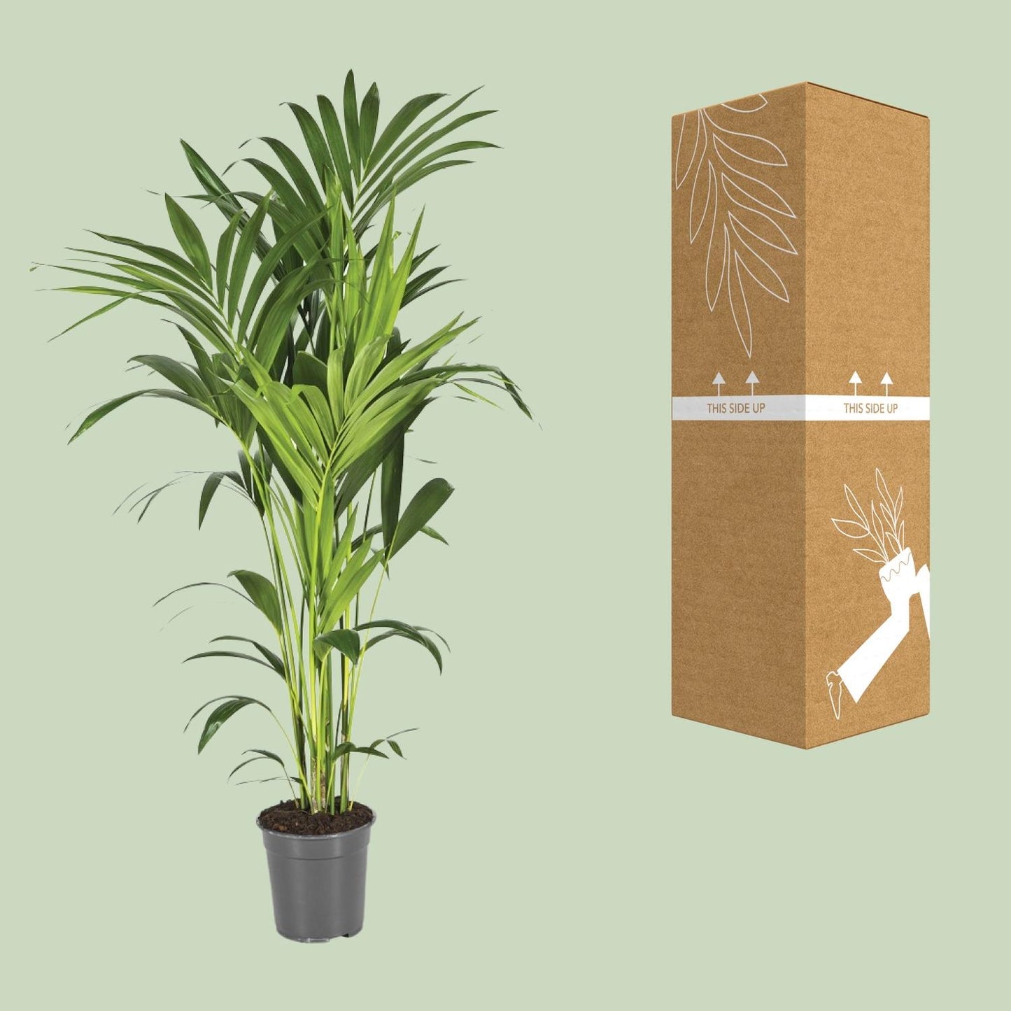 Howea Forsteriana - Kentia-Palme Ø21cm, 130cm hoch