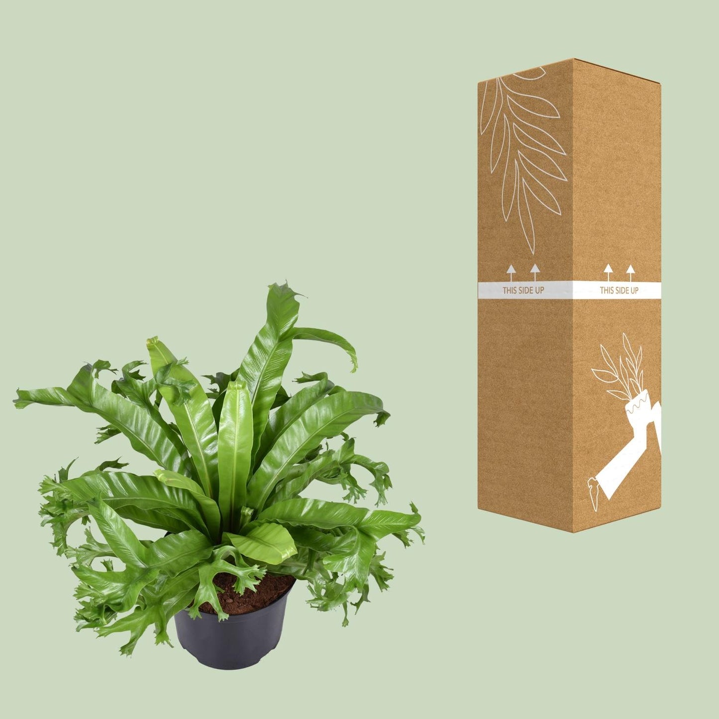 Asplenium Nidus Crissie – Pflegeleichter Vogelnestfarn Ø23cm