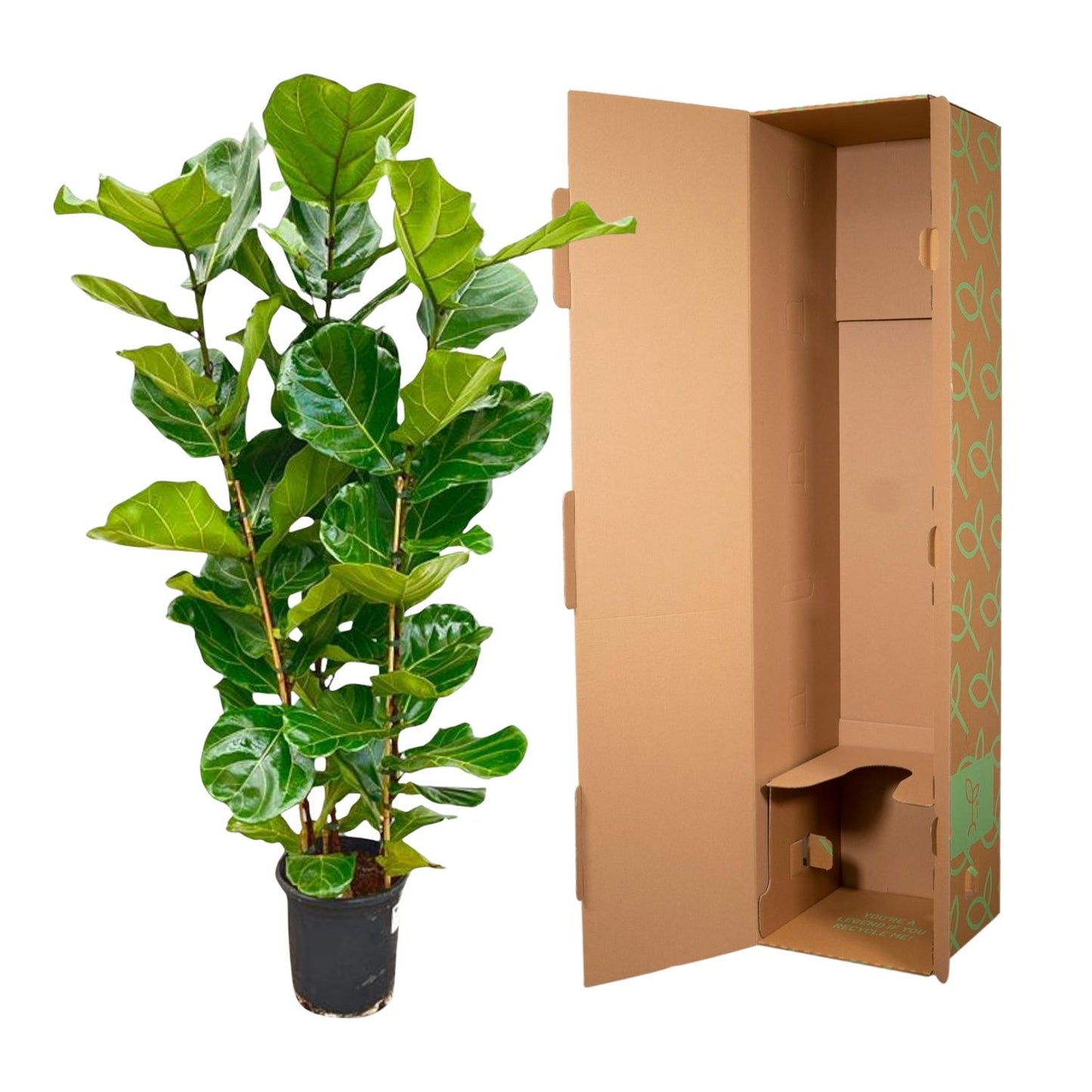 Ficus Lyrata Geigenfeige - 155 cm - Ø27 cm