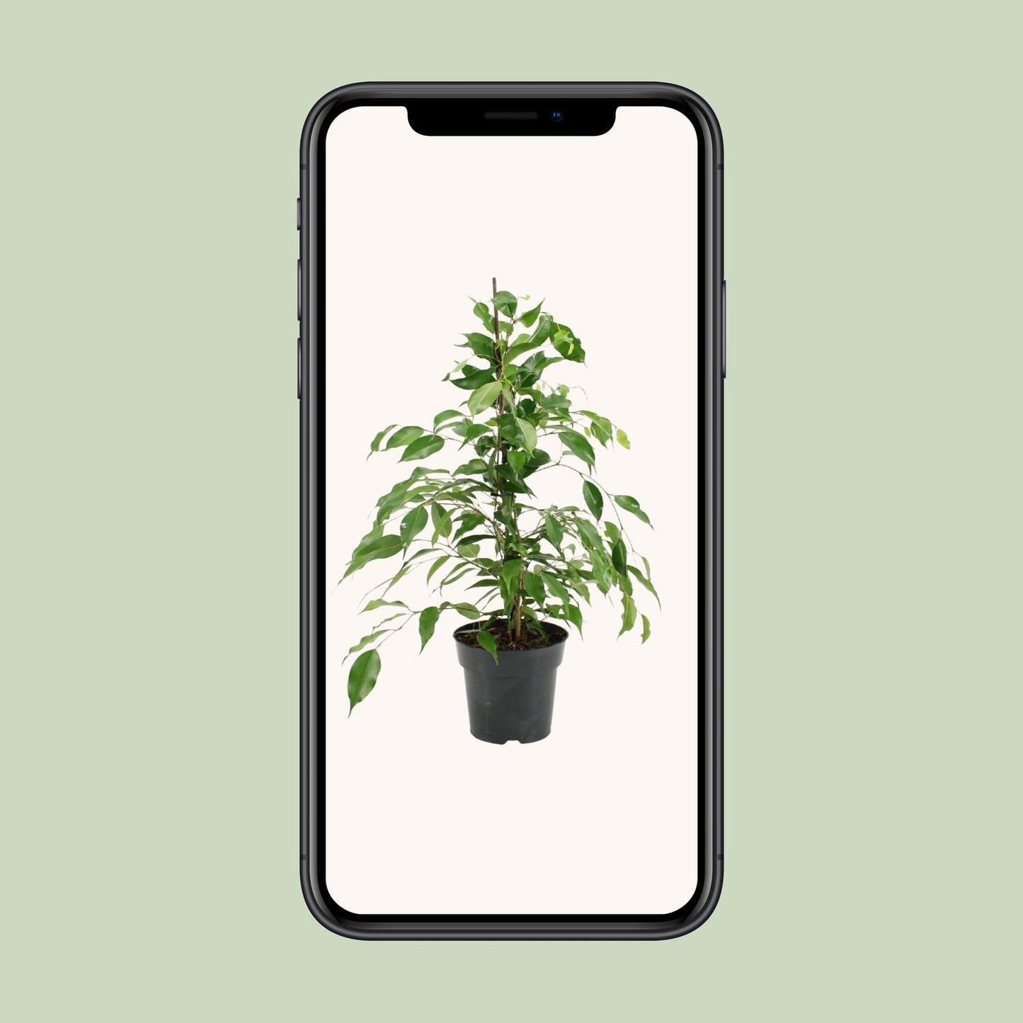 Ficus Benjamina Danita – Pflegeleichter Luftreiniger Ø17cm