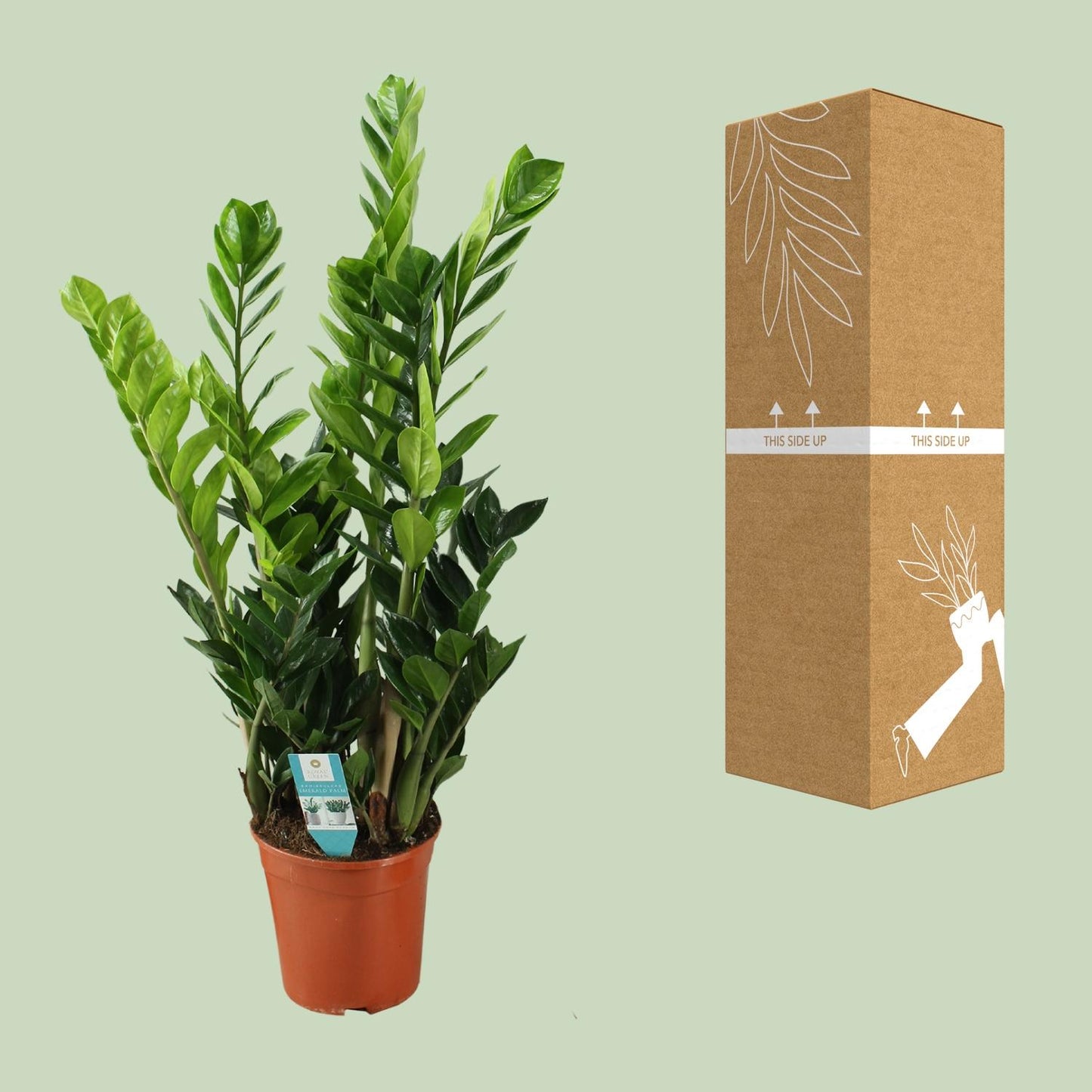 Zamioculcas (ZZ-Pflanze) Ø21cm – pflegeleicht & elegant