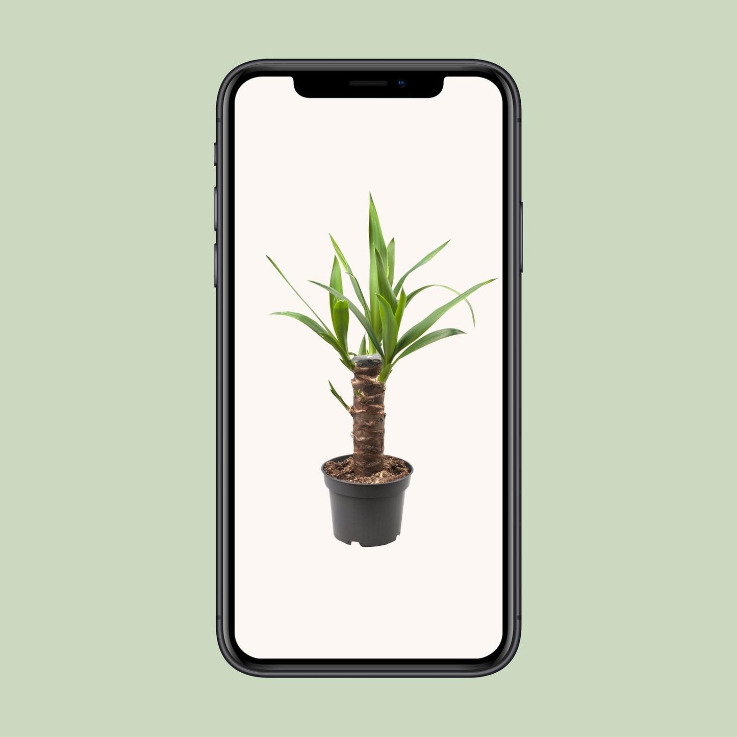 Yucca Elephantipes Ø12cm – Pflegeleichte Zimmerpflanze