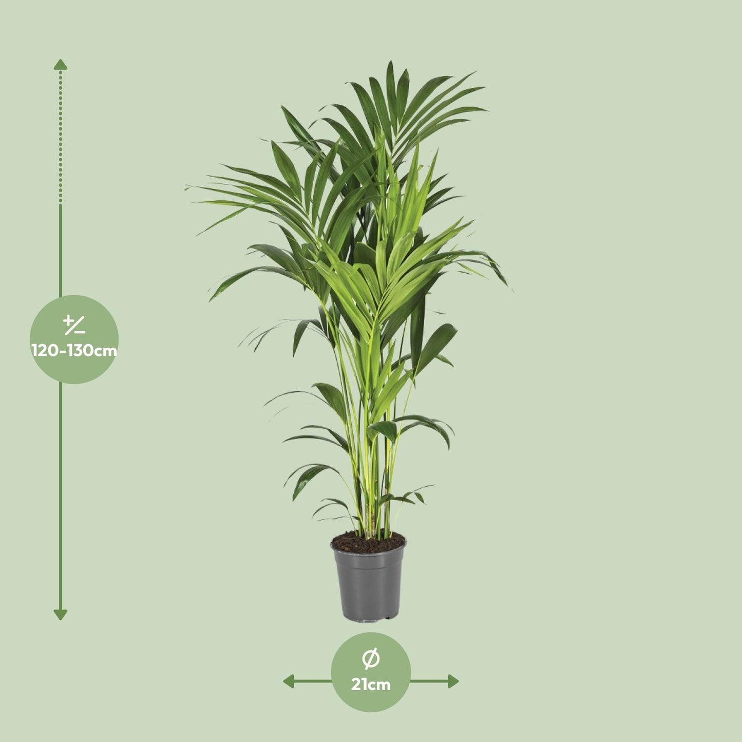 Howea Forsteriana - Kentia-Palme Ø21cm, 130cm hoch