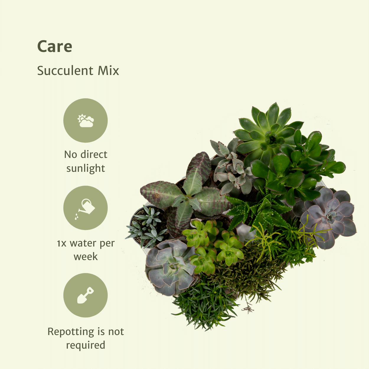 Sukkulenten Mix – 9 pflegeleichte Pflanzen Ø 8,5 cm