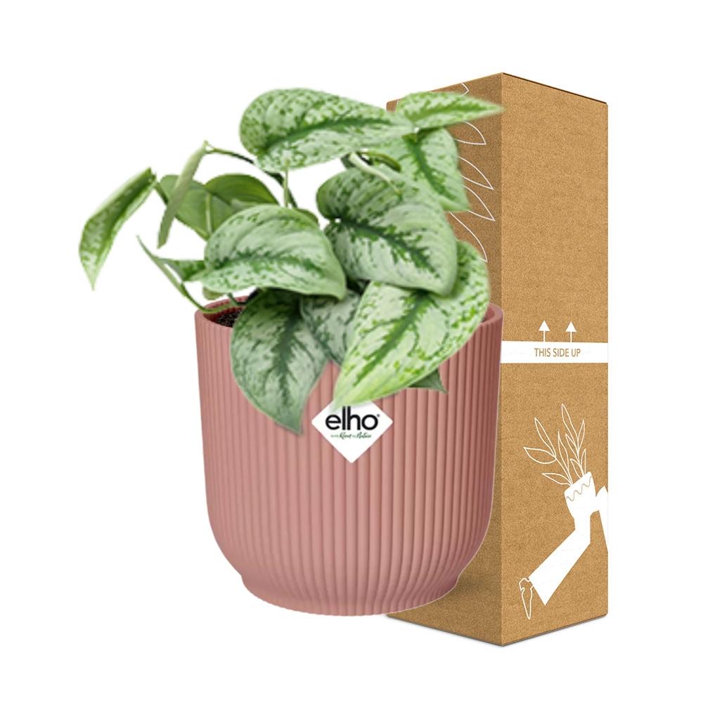 Scindapsus Pictus ‘Trebie’ in ELHO Vibes Fold 14cm rosa