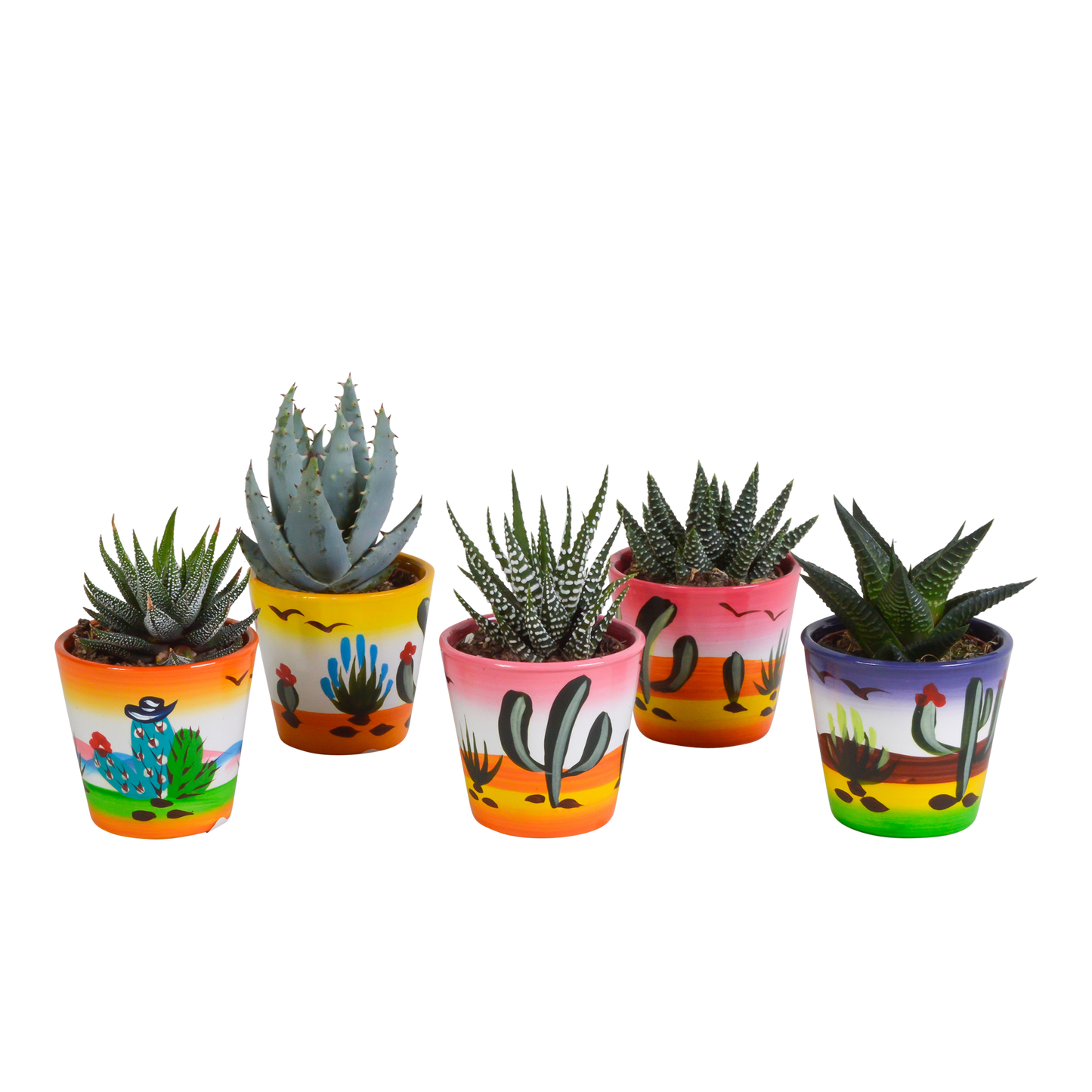 Gasteria & Haworthia Mischung im handbemalten Mexikopf