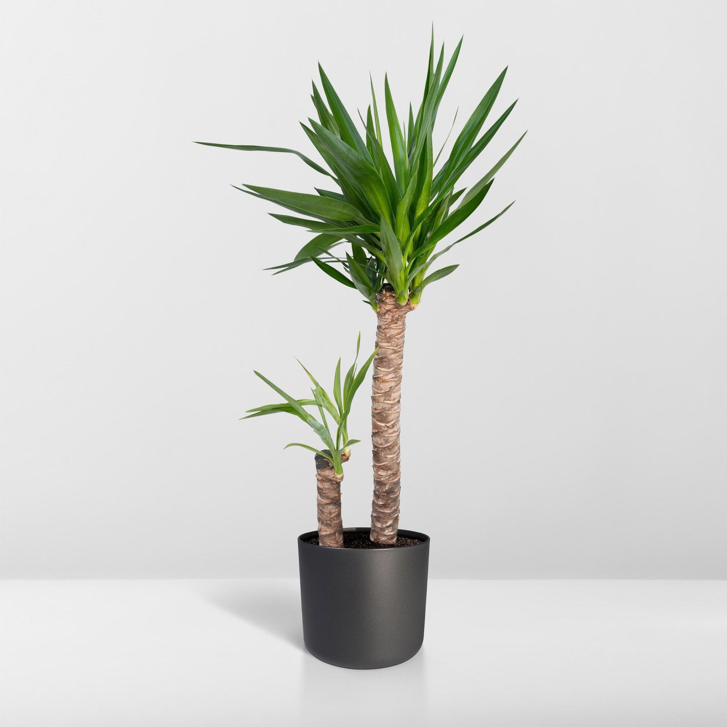 Yucca Elephantipes XXL – Pflegeleichte Palmlilie Ø21cm