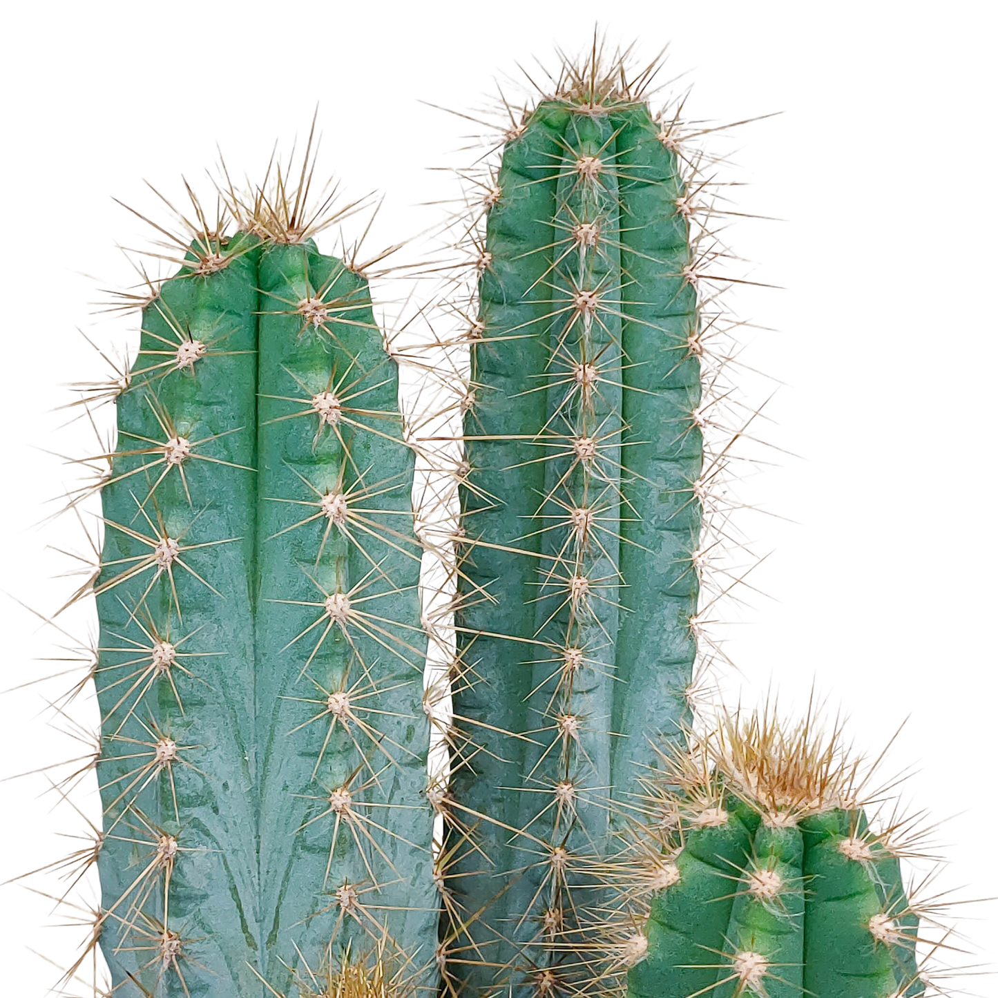 Pilosocereus azureus – Stilvoller Säulenkaktus 17 cm