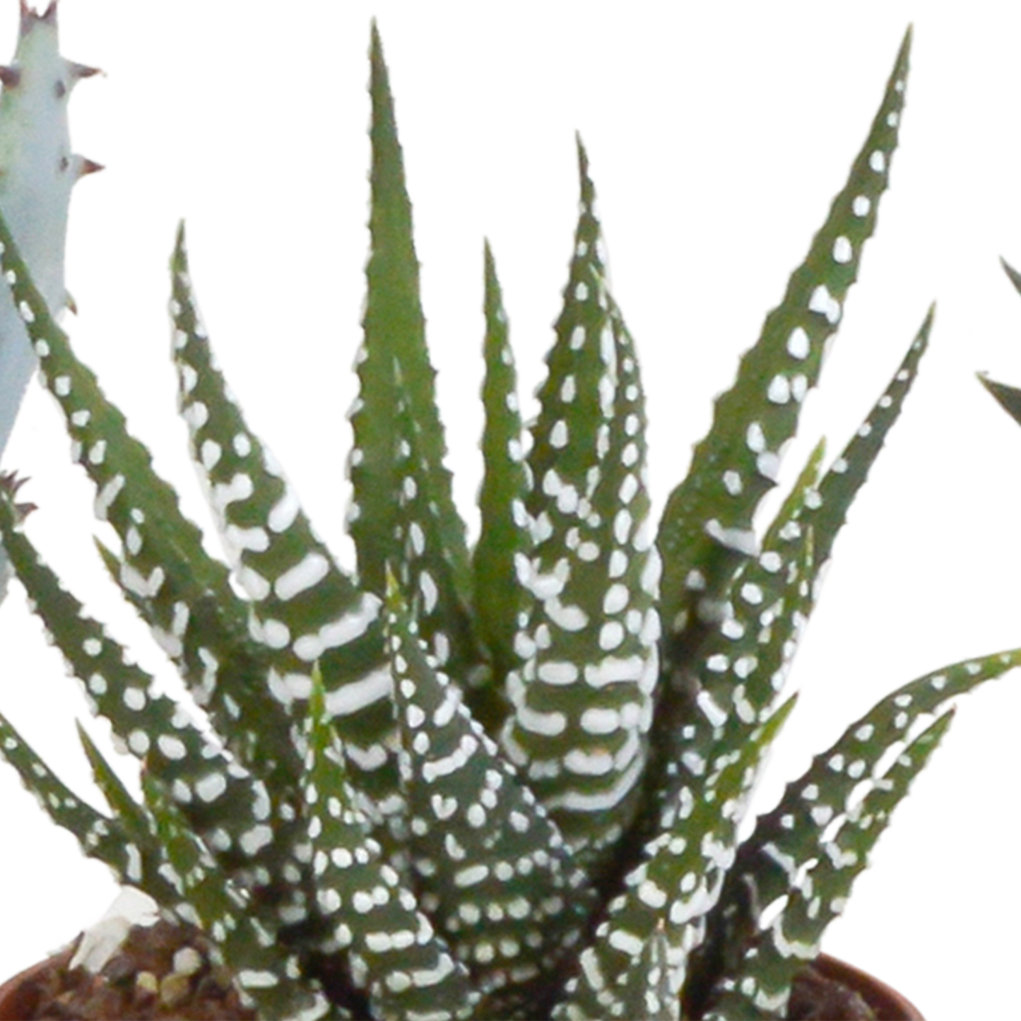 Gasteria & Haworthia Sukkulenten-Mix im Terrakotta-Topf
