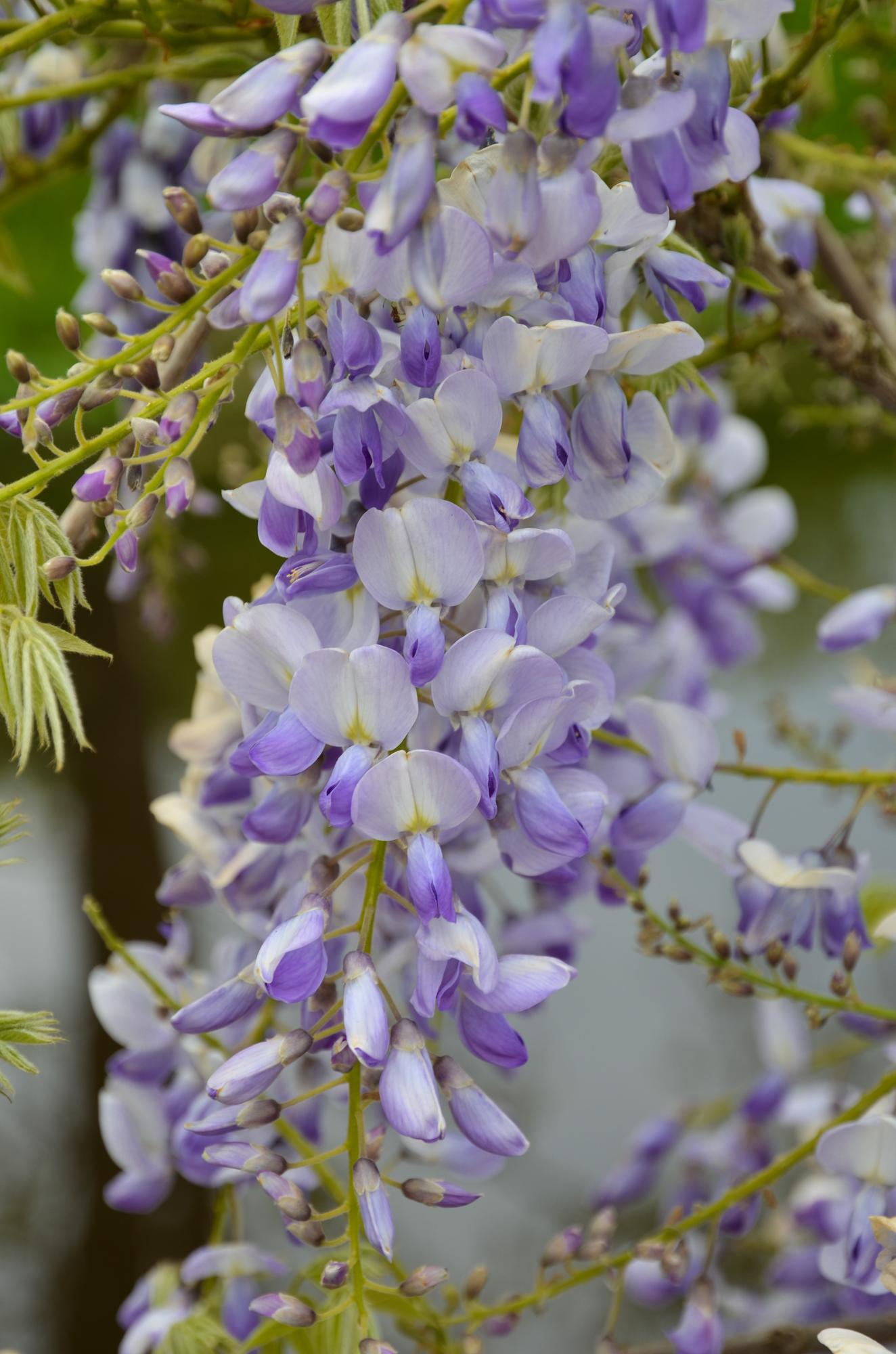 2x Wisteria sinensis 'Caroline' – Blühende Kletterpflanze Ø15cm