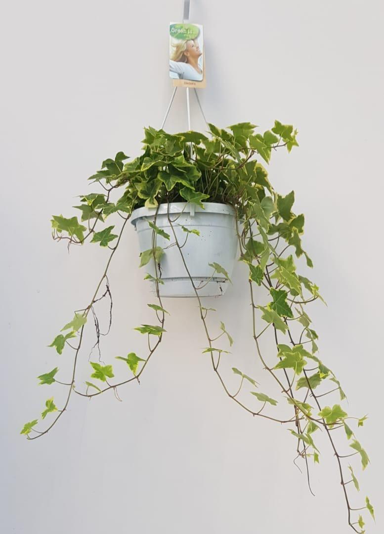 Hedera Helix Geelbont – Pflegeleichter Efeu im Hangpot Ø17cm