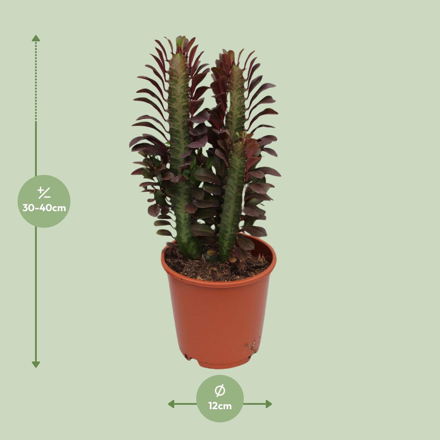 Euphorbia Trigona Rubra – Afrikanischer Milchbaum Ø12cm, 40cm
