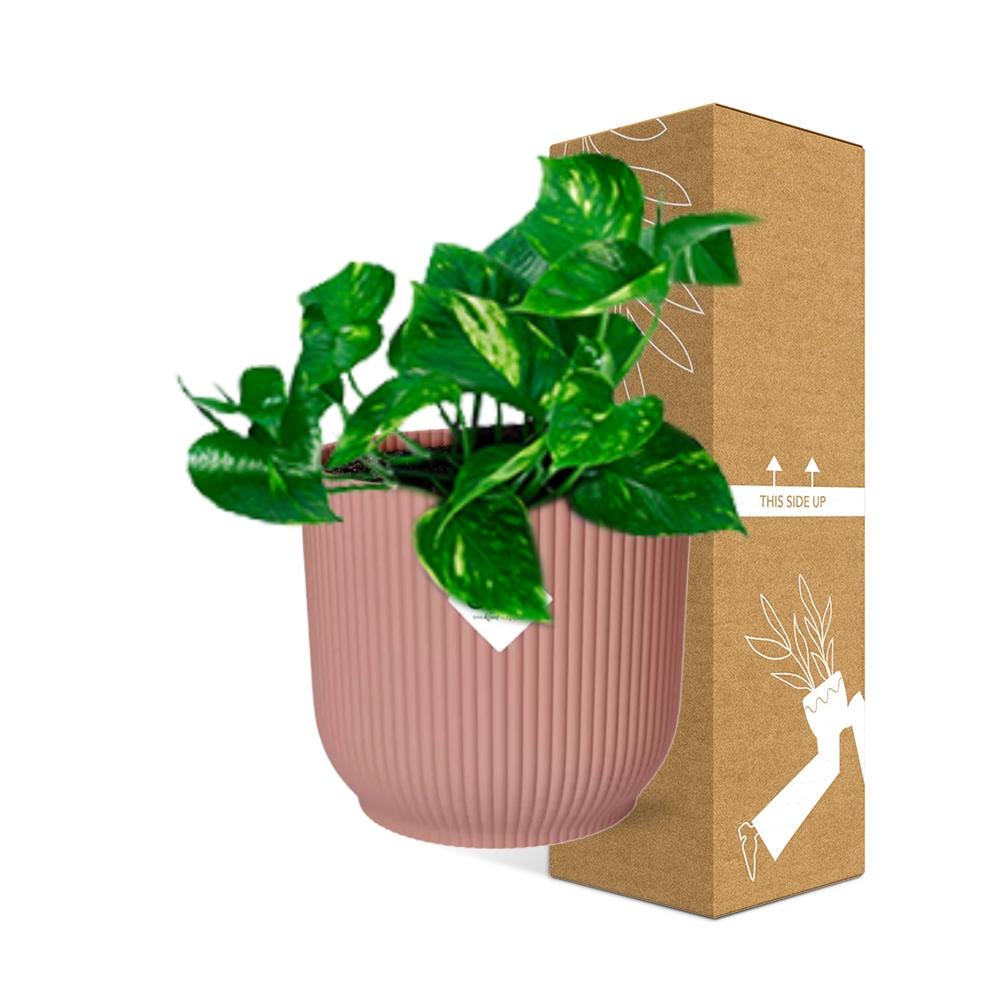 Epipremnum Pinnatum ‘Aureum’ in ELHO Vibes Fold 14cm rosa