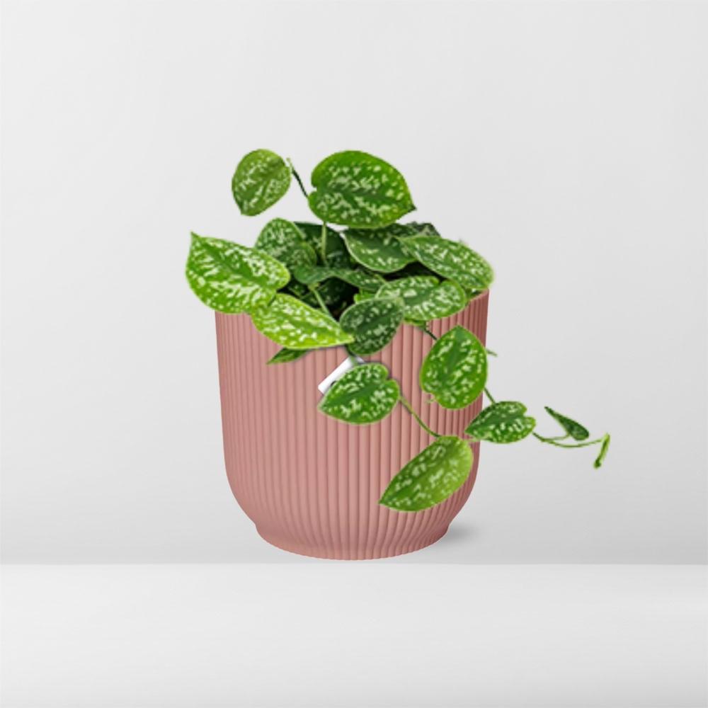 Scindapsus Pictus ‘Argyraeus’ in ELHO Vibes Fold 14cm rosa