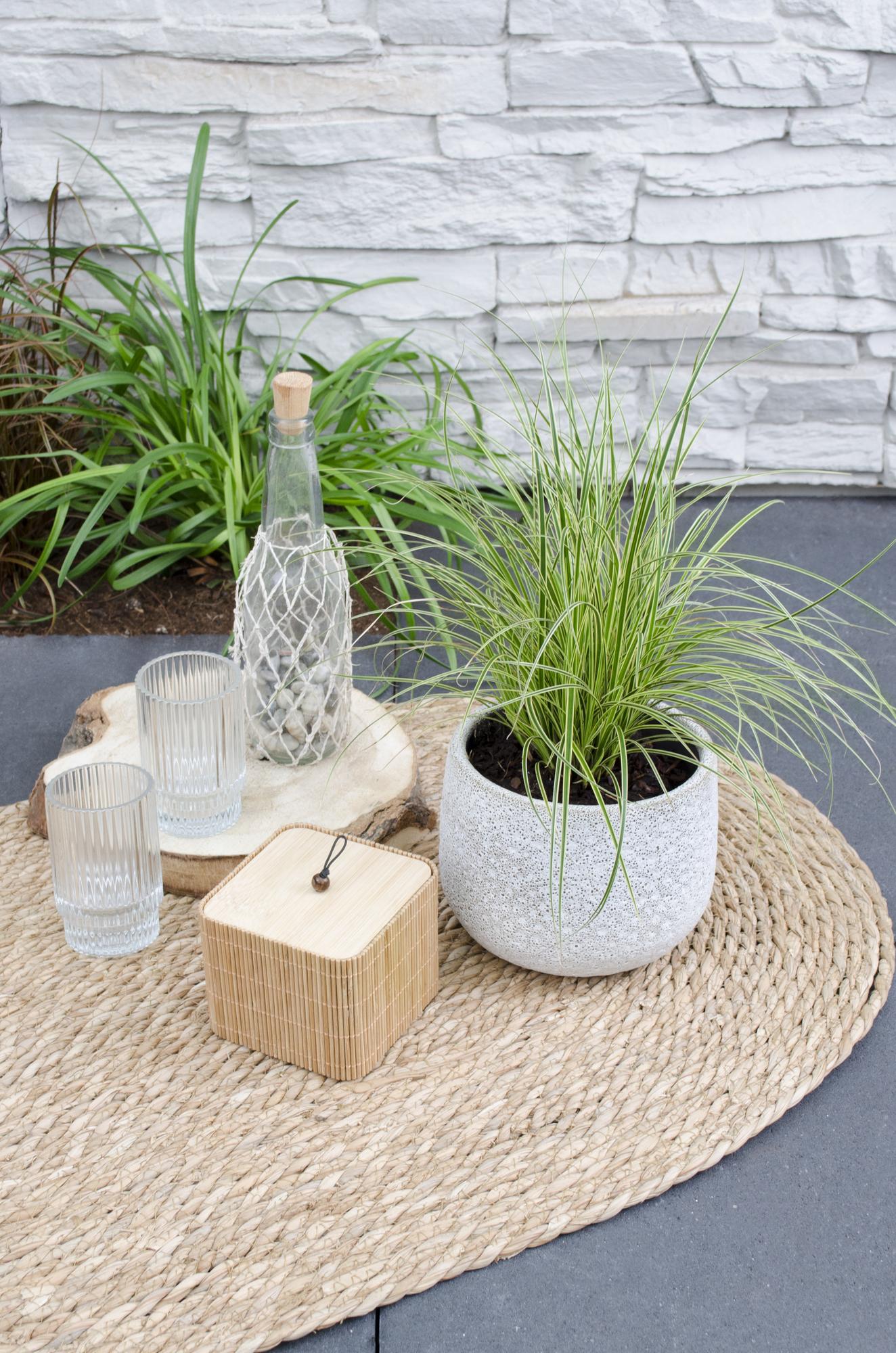 3x Carex brunnea 'Variegata' – Pflegeleichtes Ziergras Ø14cm