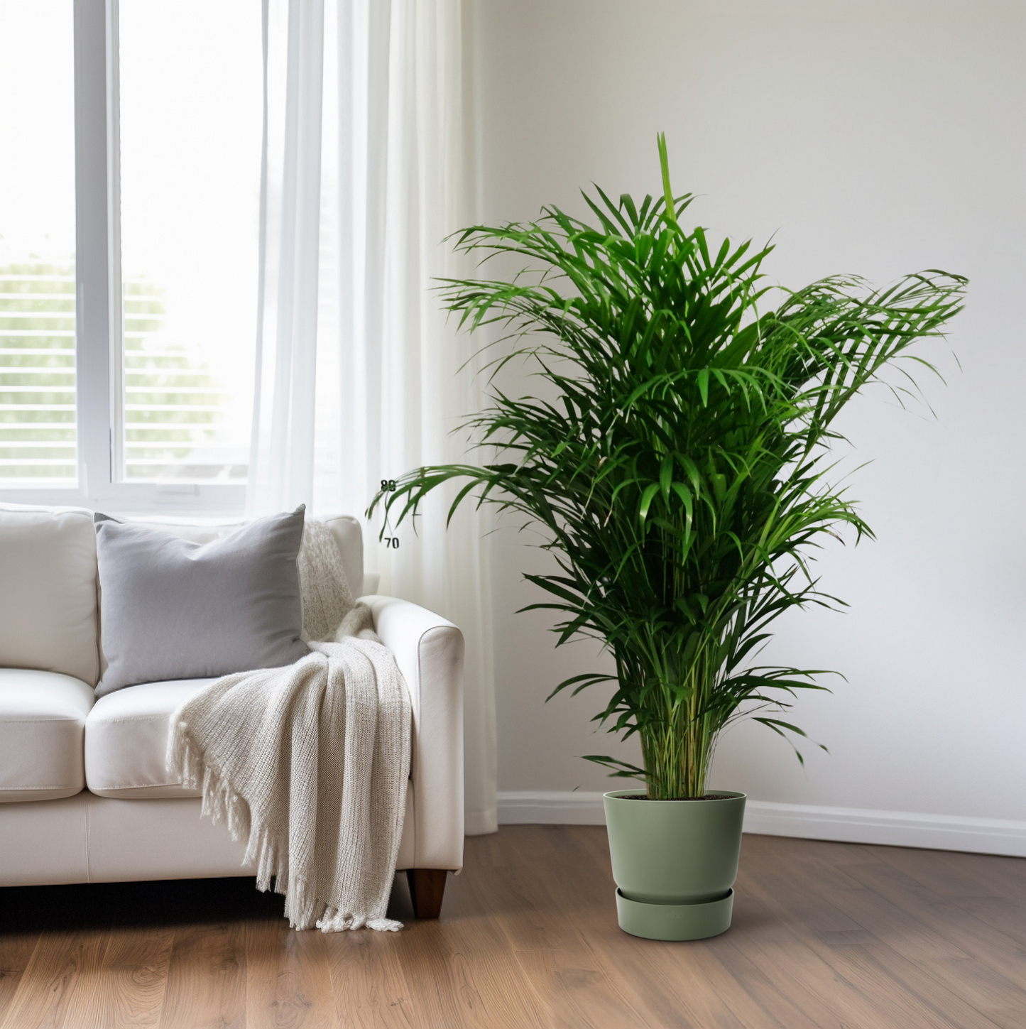 Dypsis Lutescens – Elegante Bergpalme Ø24cm, 125cm hoch