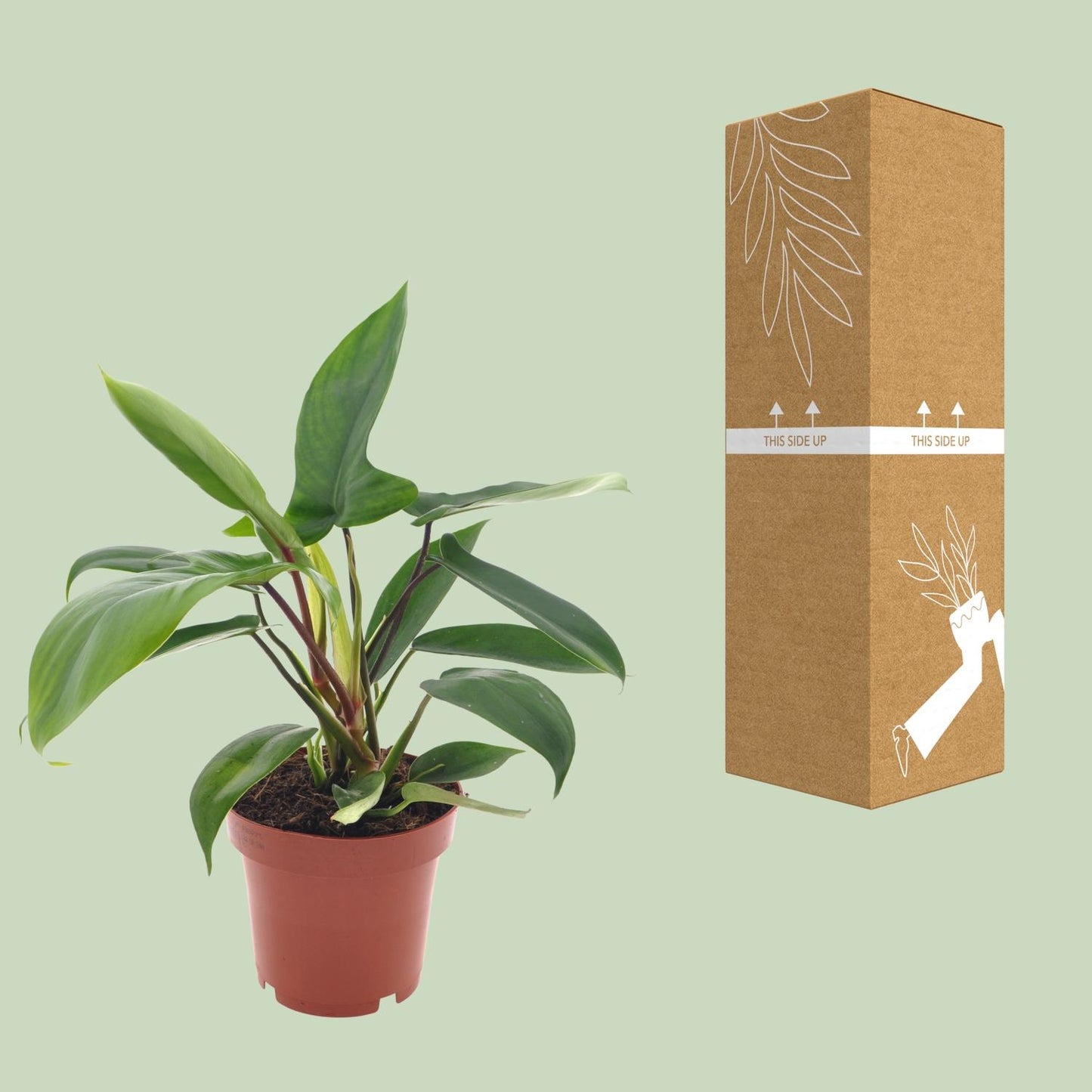 Philodendron Florida Green Ø12cm – Pflegeleichte Zimmerpflanze