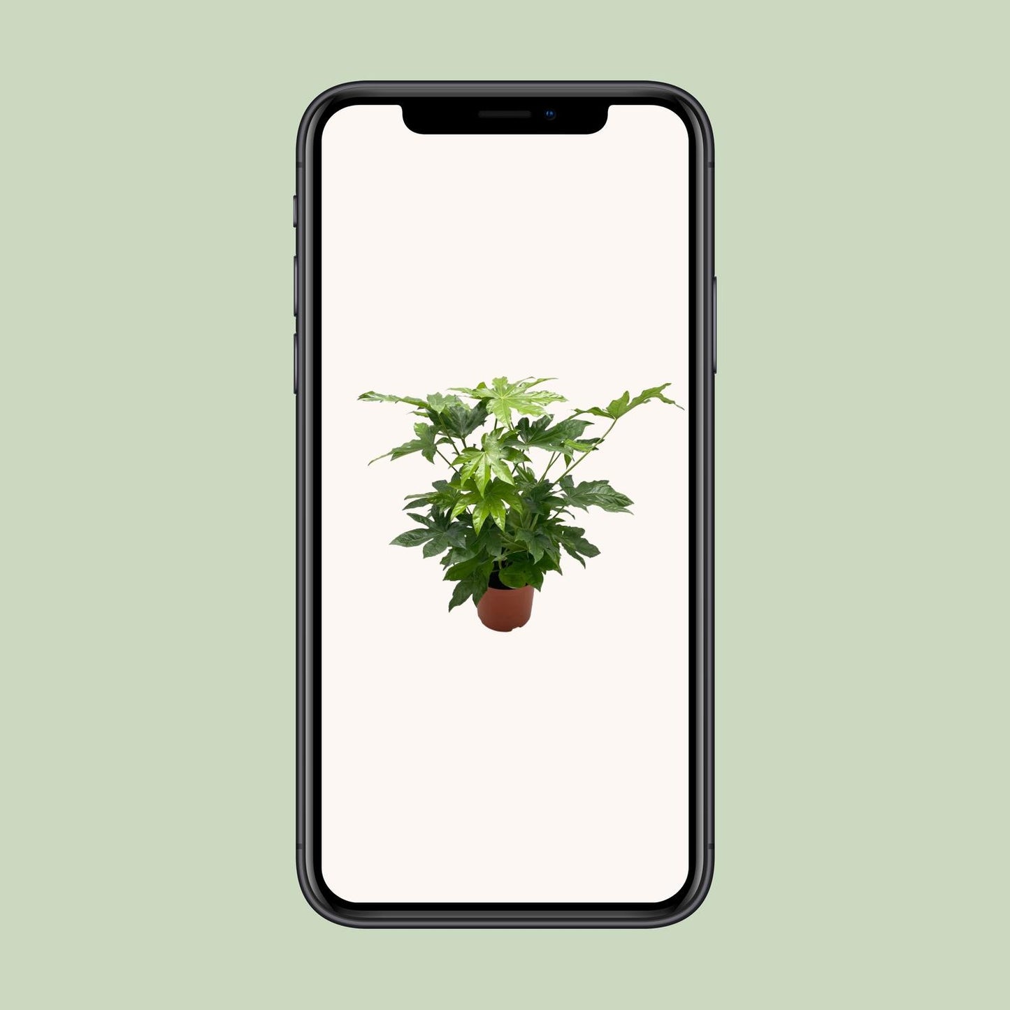 Fatsia japonica – Japanische Aralie Ø21cm, Höhe 85cm