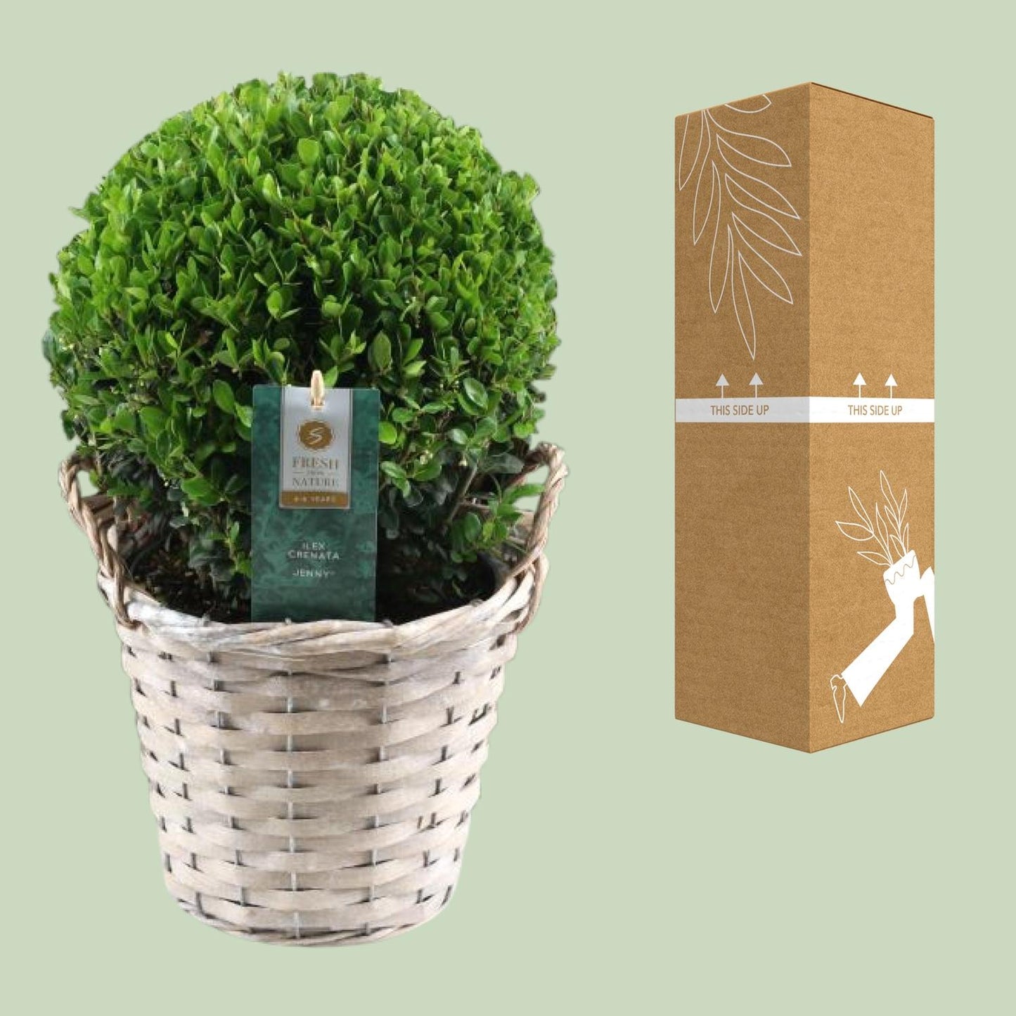 Ilex Crenata 'Jenny'® Ball Ø20cm – Pflegeleichte Stechpalme im Korb
