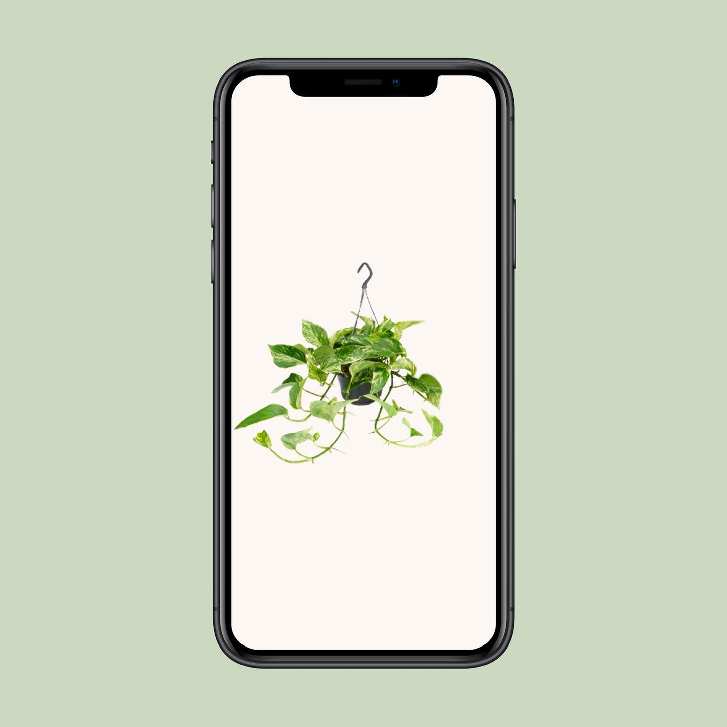 Epipremnum Marble Queen – Pflegeleichte Kletterpflanze Ø15cm