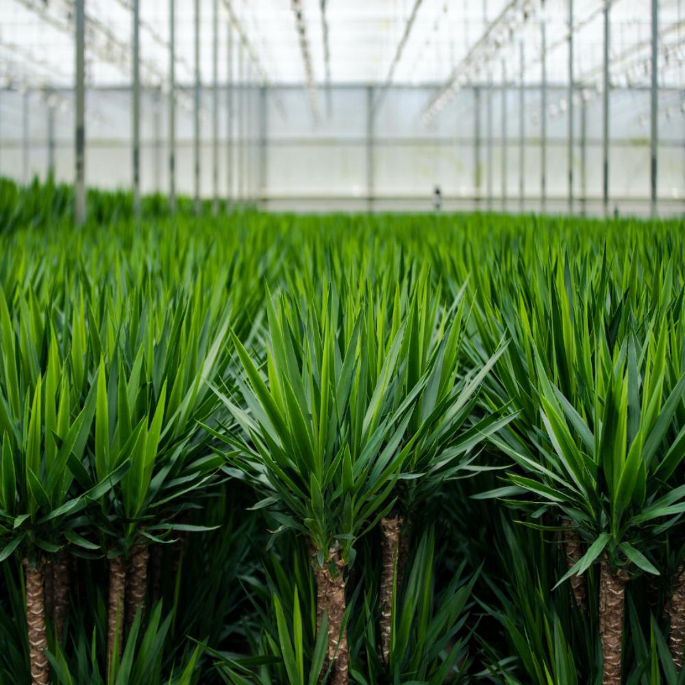 Yucca Palmlilie mit Korb – 100 cm – Ø21 cm